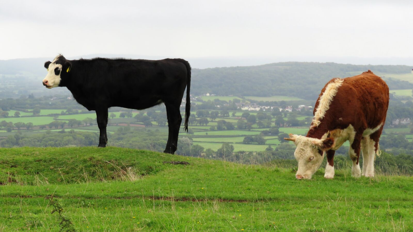Canon PowerShot SX540 HS sample photo. Cows, brown, black photography