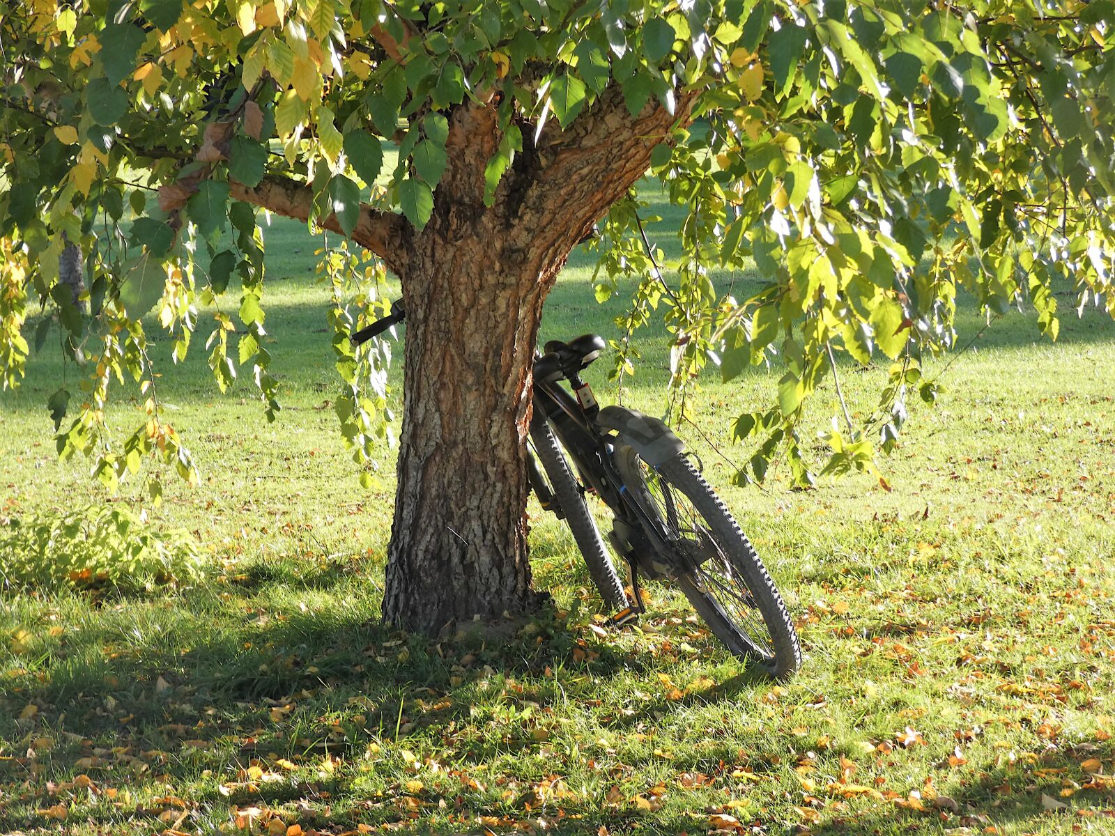 Panasonic DC-FZ83 sample photo. Tree, meadow, green photography