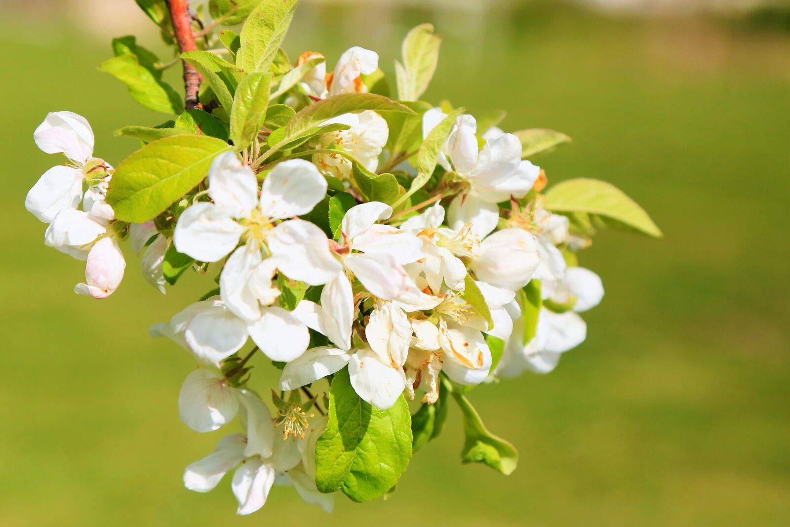 Canon EF 24-105mm F4L IS USM sample photo. Flowers, spring, nature photography