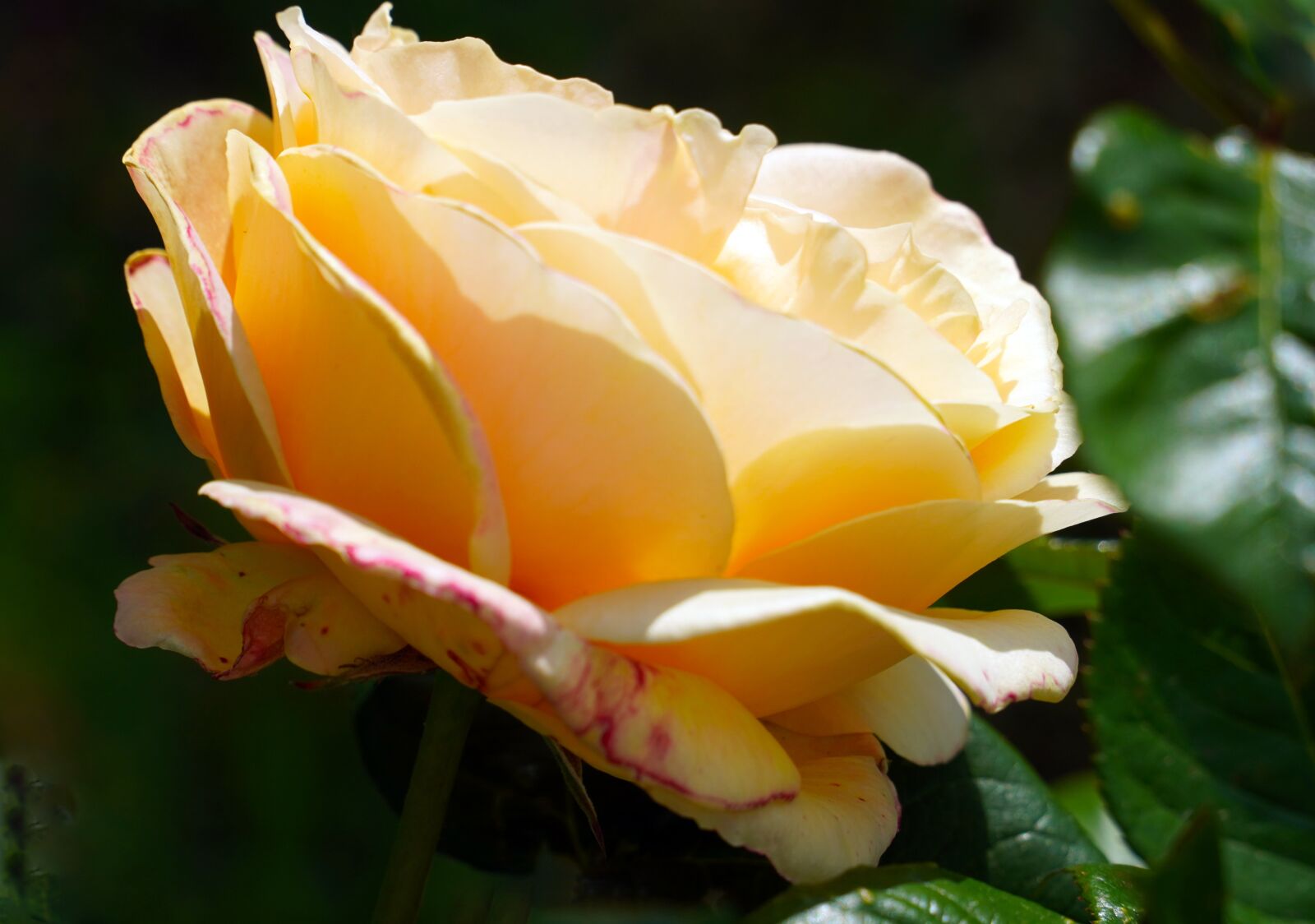 Sony E PZ 18-105mm F4 G OSS sample photo. Rose, flower, blossom photography