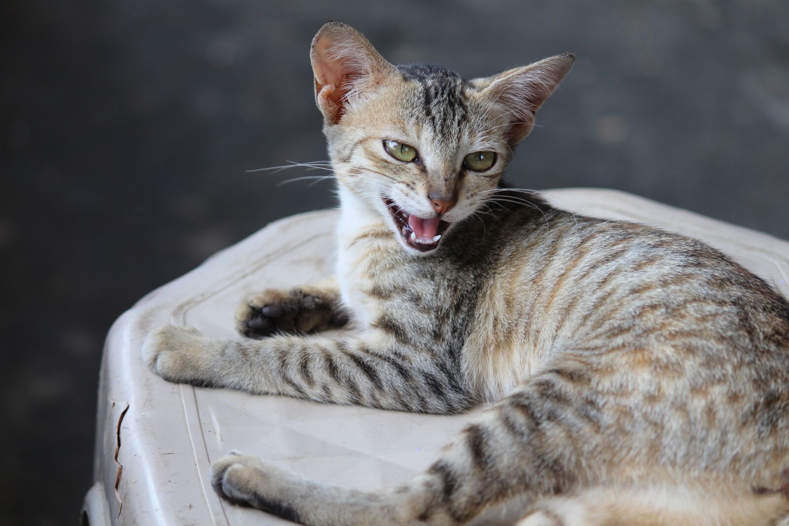 Canon EOS 700D (EOS Rebel T5i / EOS Kiss X7i) sample photo. Cat, kitten, kitty photography