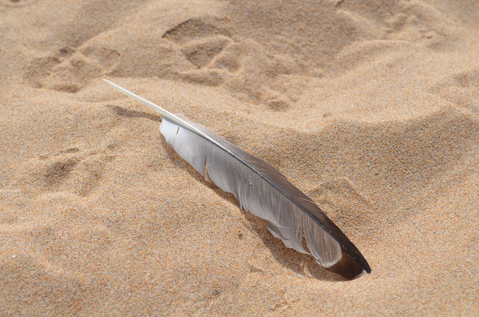 Nikon D5100 sample photo. Seagull, feather, sand photography