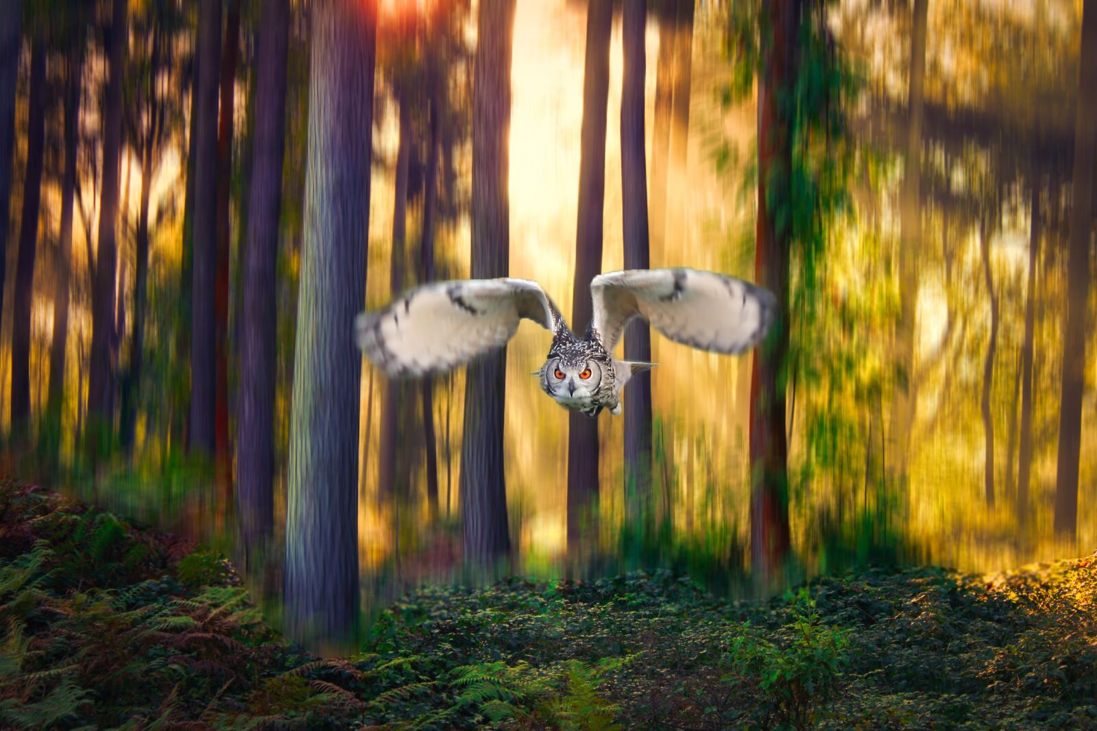 Canon EOS 500D (EOS Rebel T1i / EOS Kiss X3) sample photo. Owl, forest, bird photography