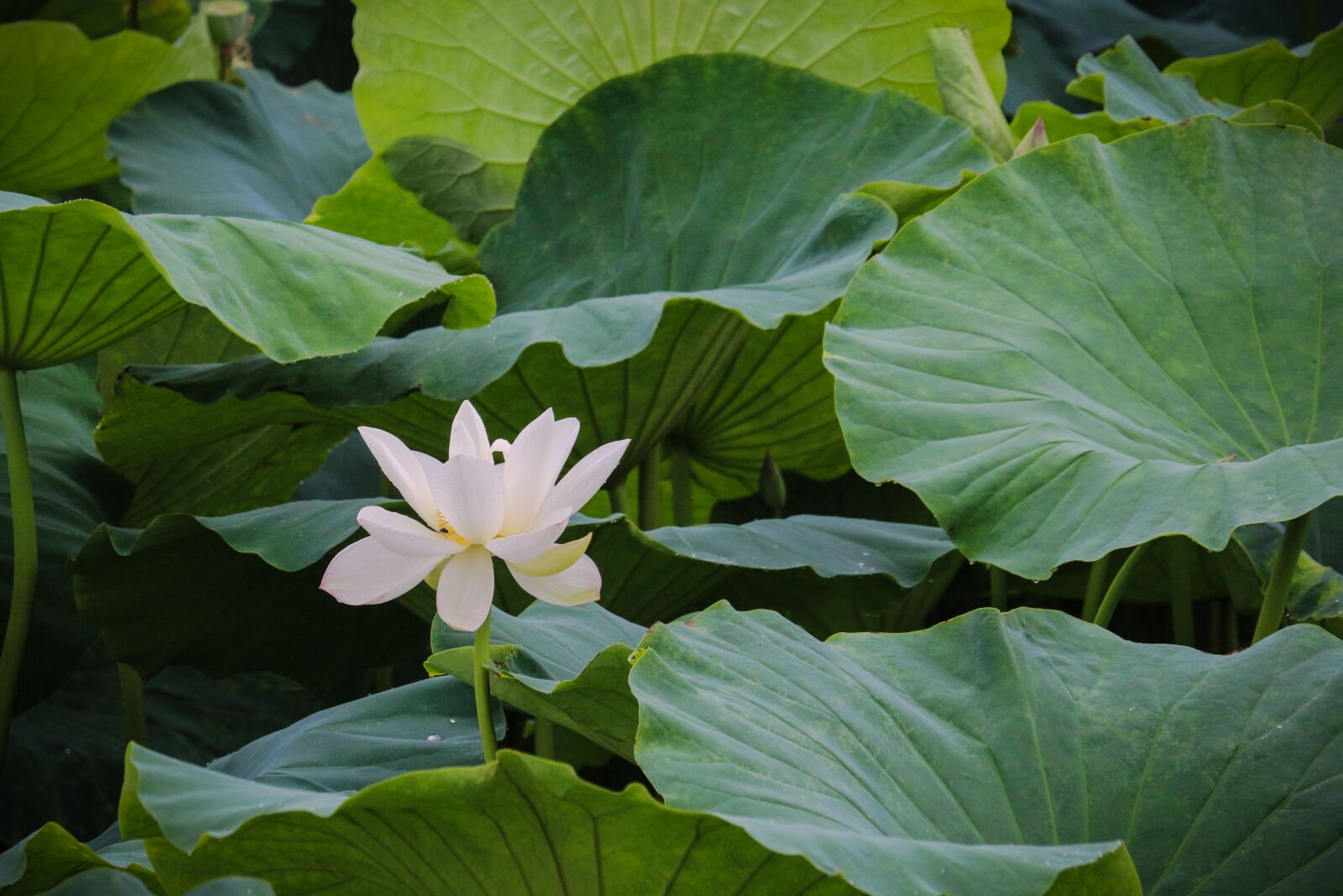 Canon EF-S 55-250mm F4-5.6 IS STM sample photo. Lotus, scenery photography