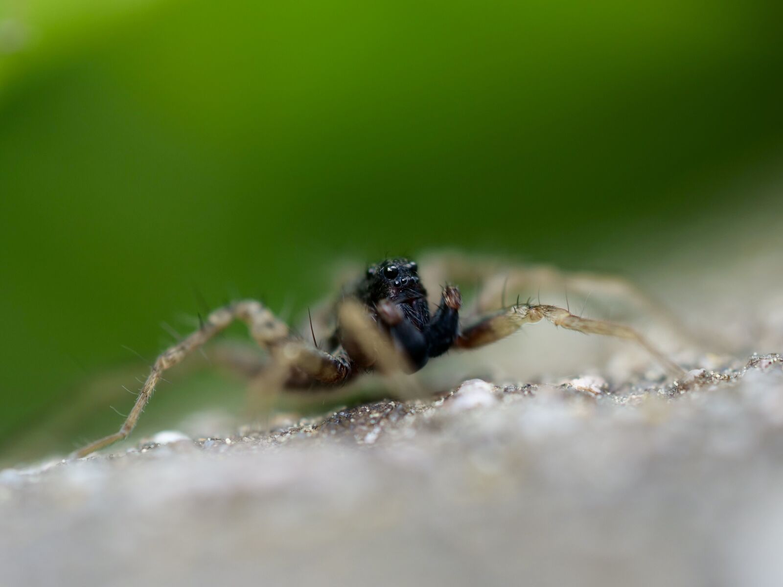 Panasonic Lumix DC-G9 sample photo. Tiller, macro, insect photography