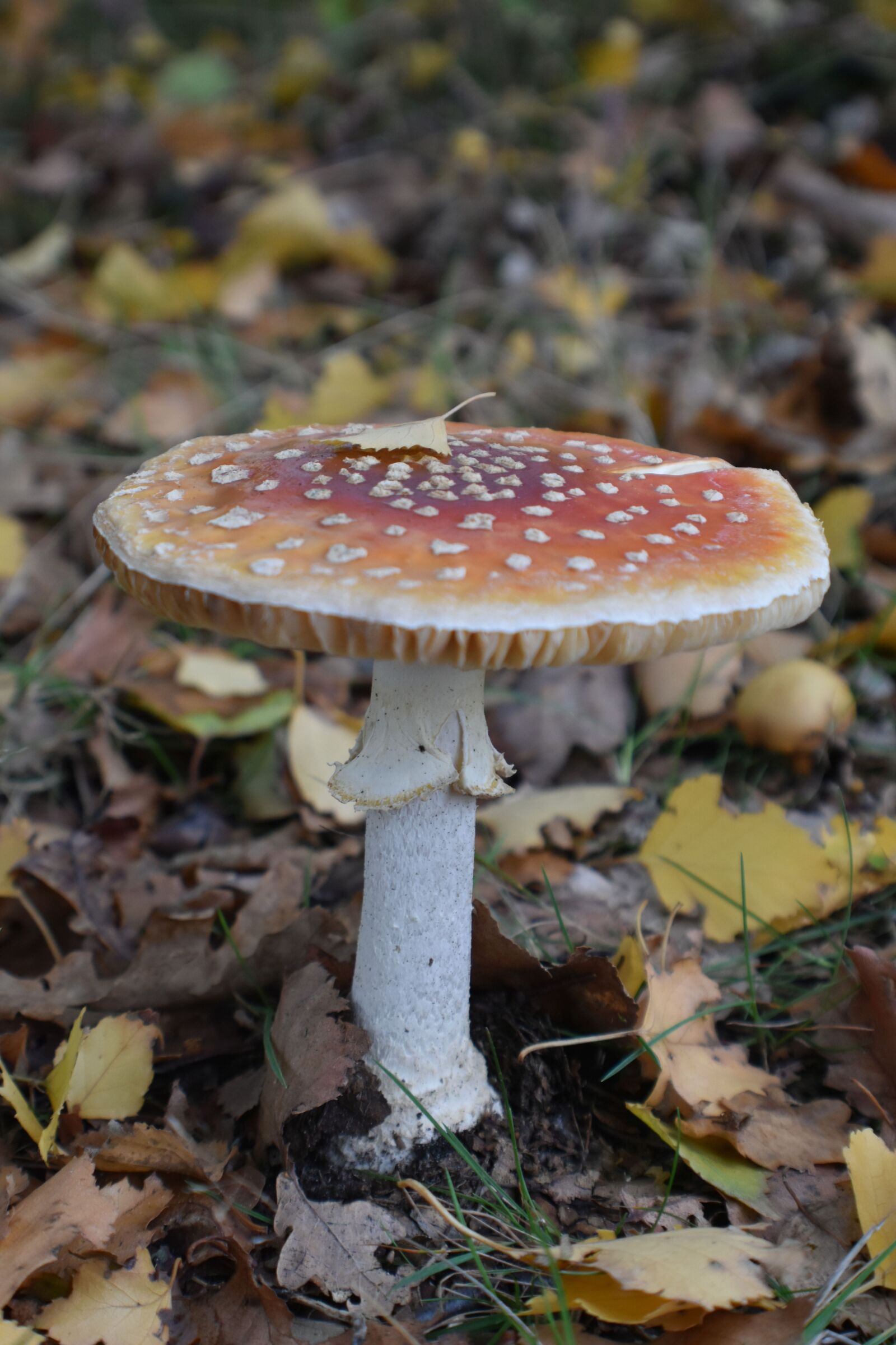 Nikon D3500 sample photo. Autumn, mushroom, forest photography