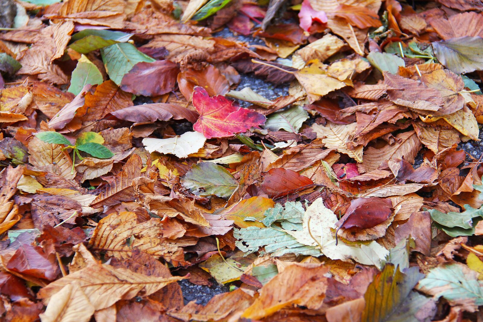 Canon EF-S 18-200mm F3.5-5.6 IS sample photo. Fall, leaf, season photography