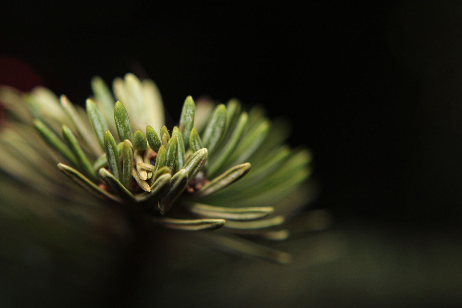 Canon EOS 1200D (EOS Rebel T5 / EOS Kiss X70 / EOS Hi) sample photo. Pine, tree, macro photography