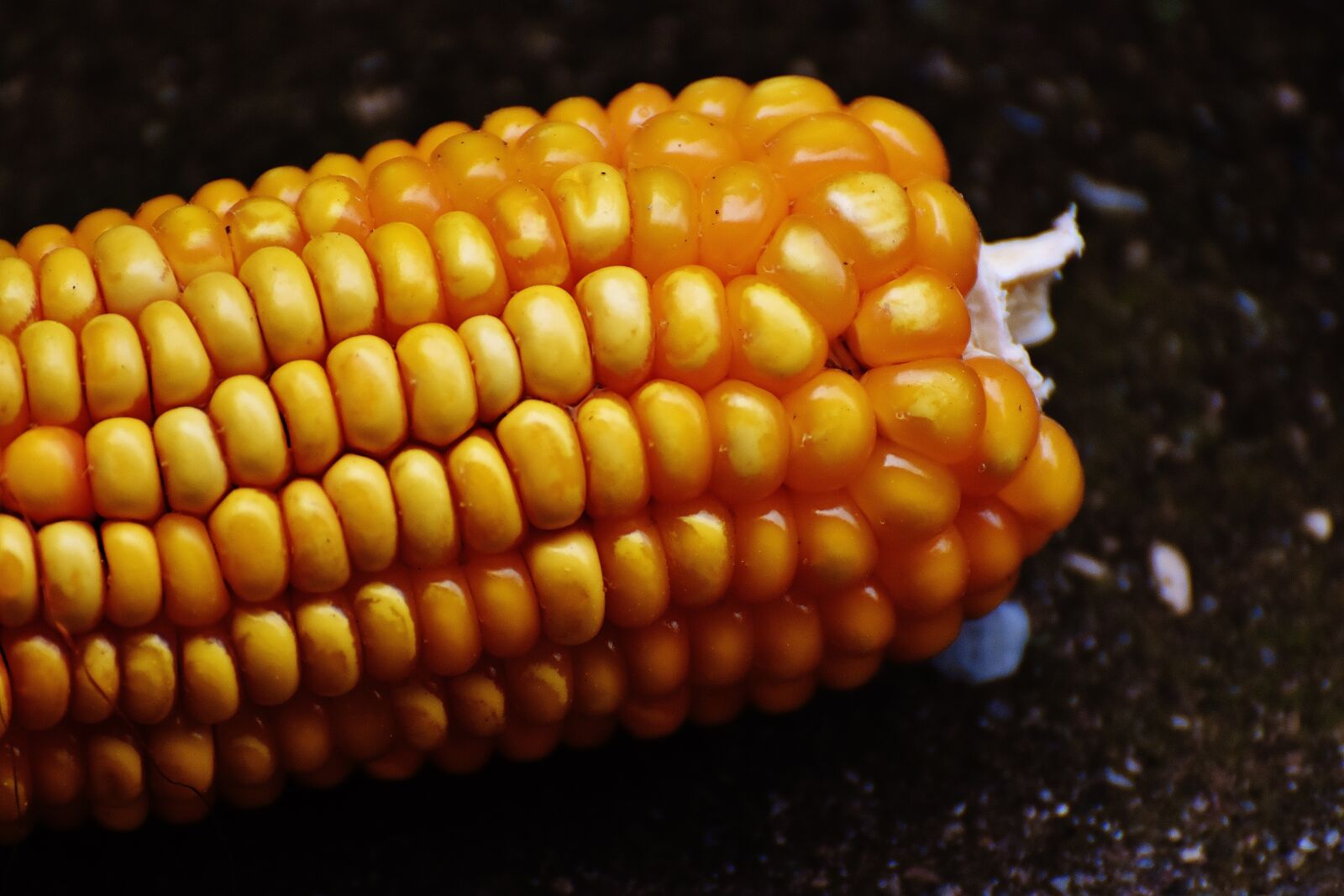Nikon D7200 sample photo. Corn, corn on the photography
