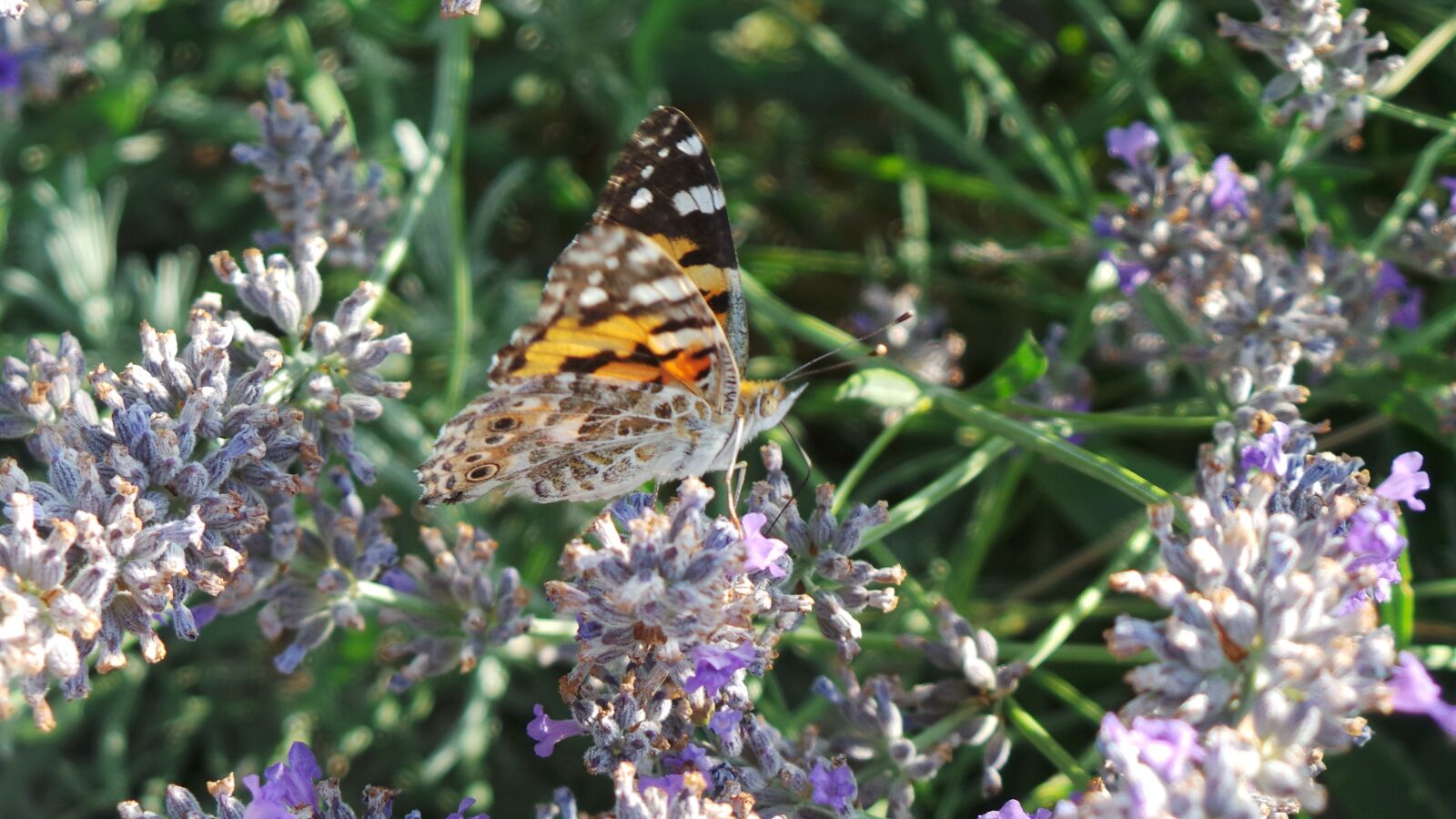 Samsung Galaxy Camera (Wi-Fi) sample photo. Butterflies, nature, butterfly photography