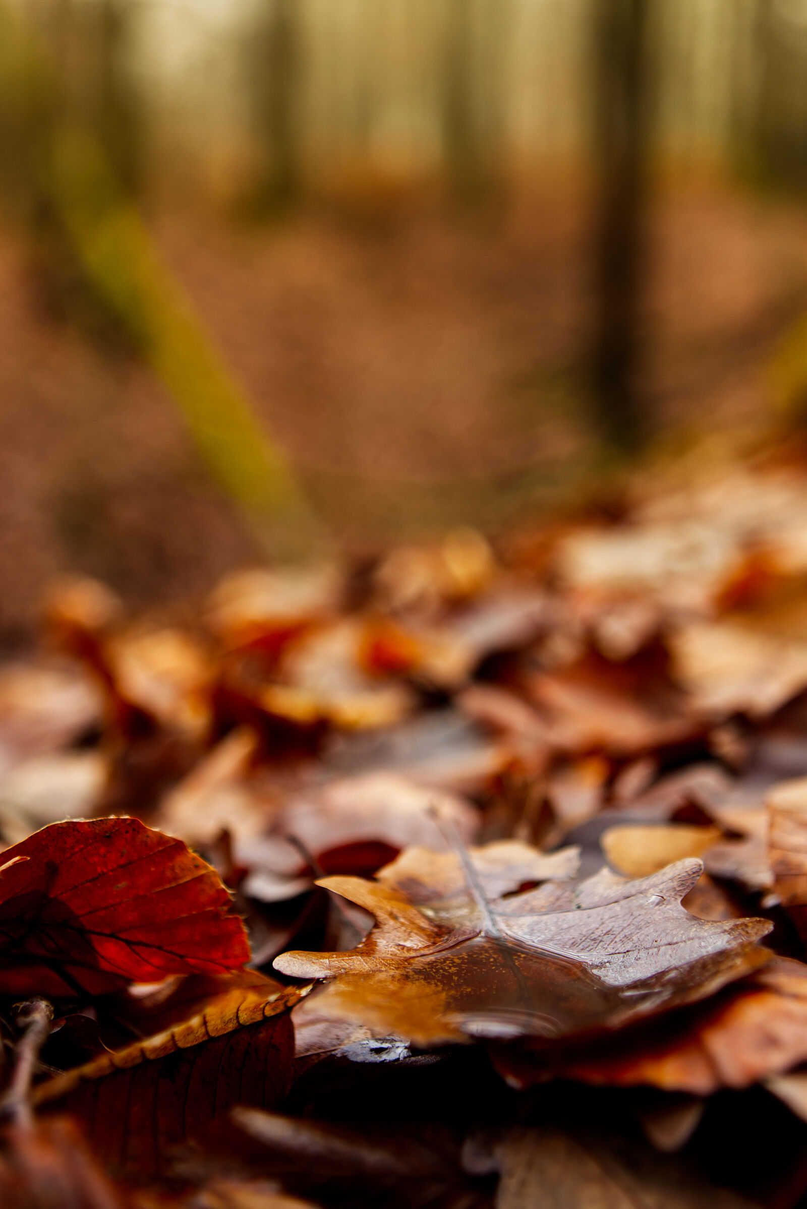 Canon EOS M50 Mark II (EOS Kiss M2) sample photo. Autumn photography