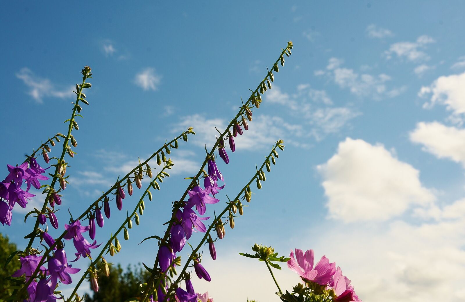 Nikon D7000 sample photo. Flower, purple, blossom photography