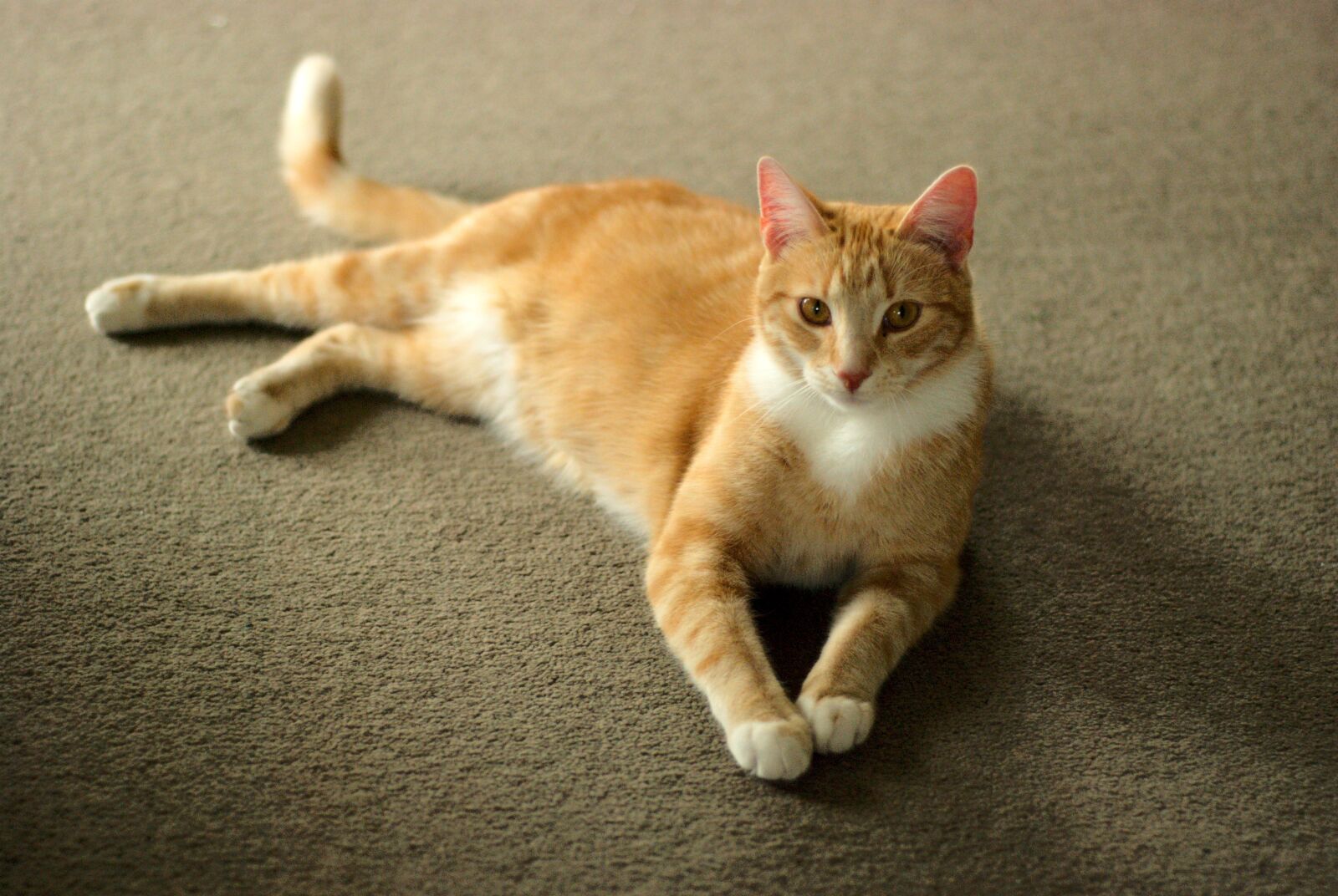 Nikon D80 sample photo. Cat, portrait, pet photography