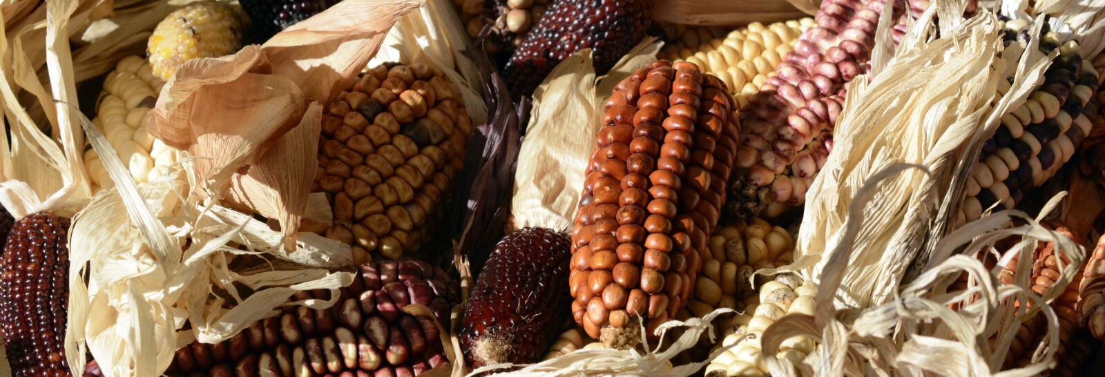 Nikon D7100 sample photo. Ornamental corn, corn, corn photography