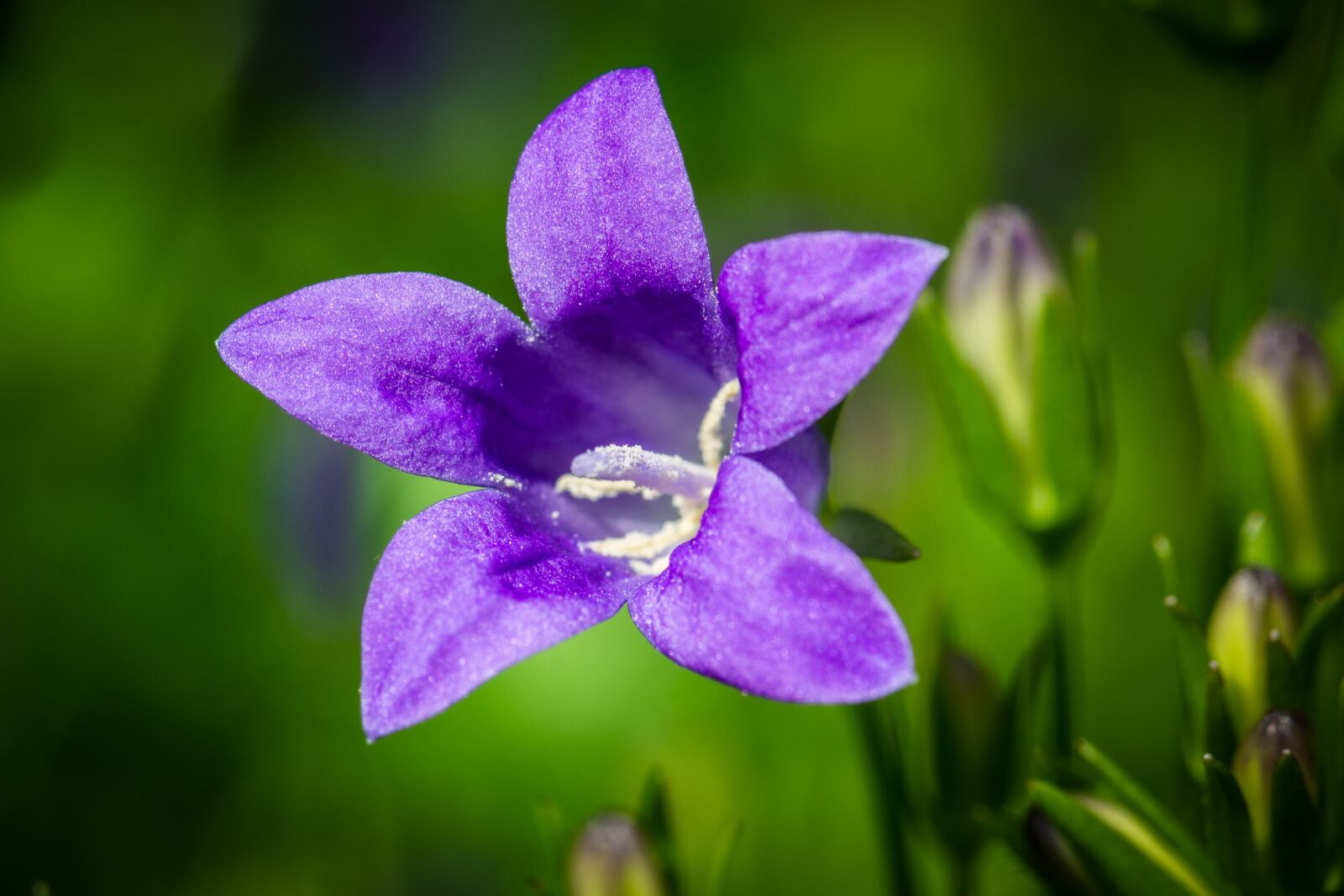 Nikon D7100 sample photo. Bluebells, campanula, portenschlagiana photography