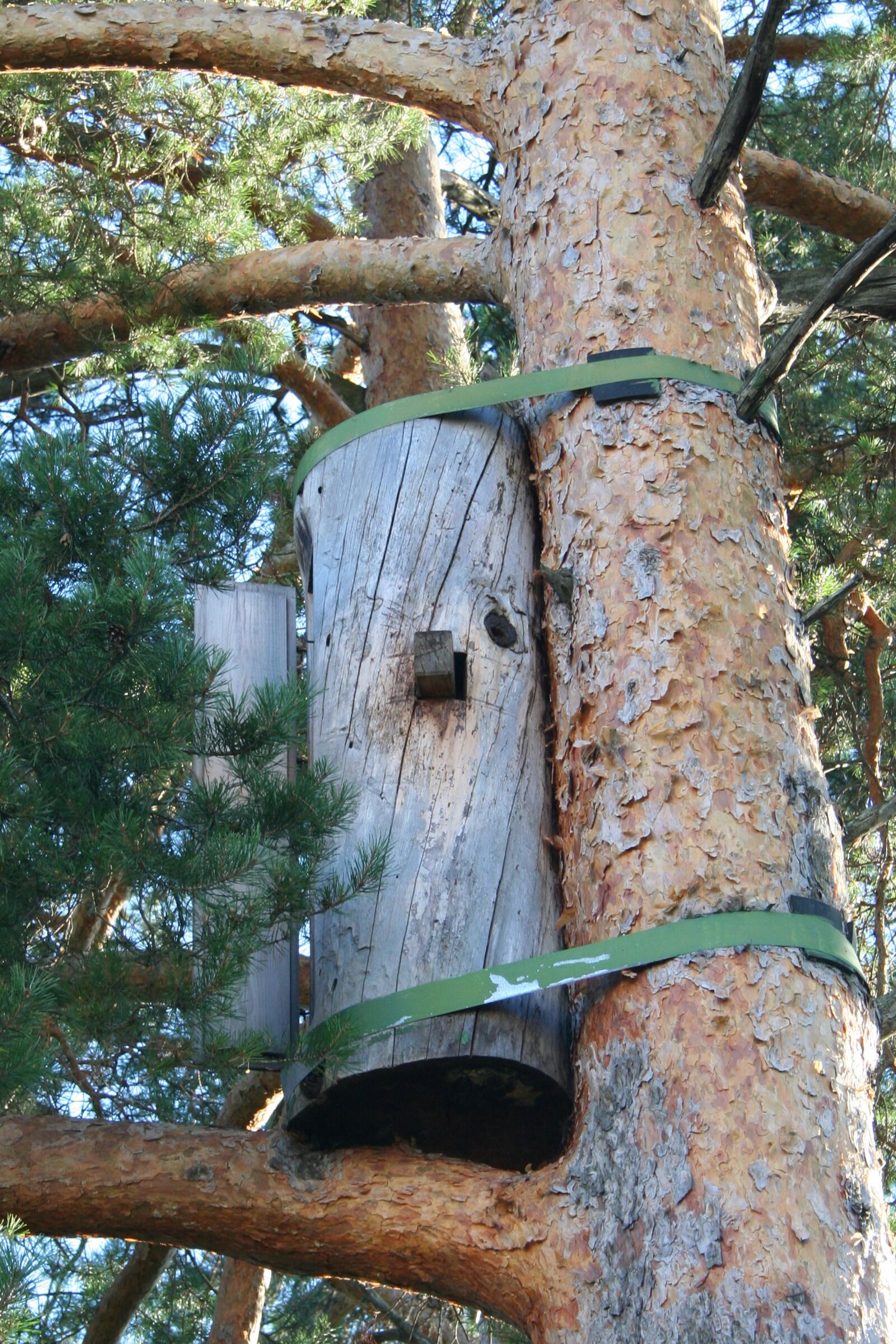 Canon EOS 350D (EOS Digital Rebel XT / EOS Kiss Digital N) sample photo. Pine, bees, bortniki photography