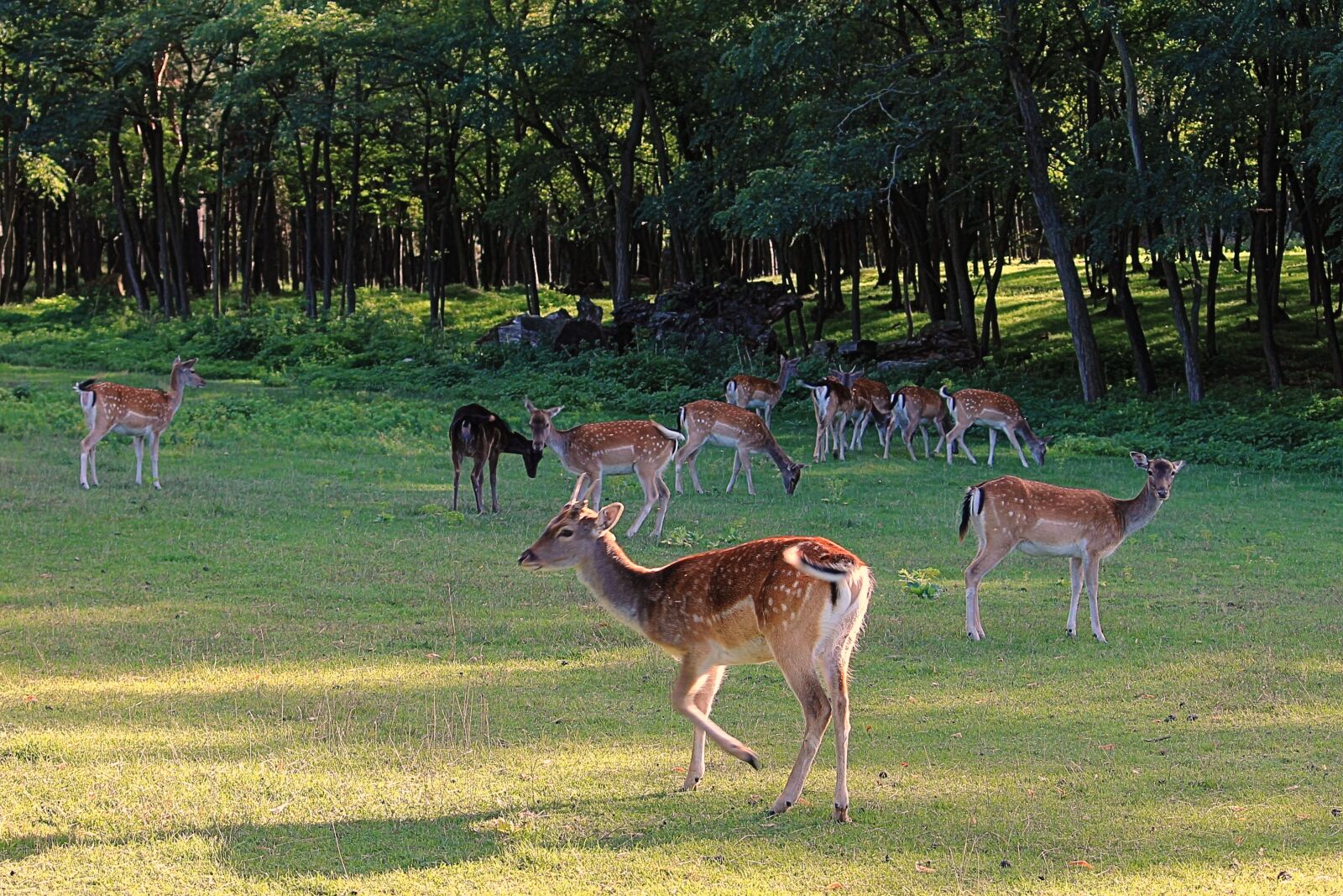 Canon EF-S 55-250mm F4-5.6 IS II sample photo. Deer, forest, glade photography