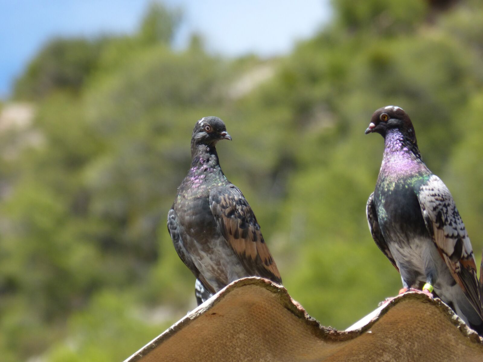 Panasonic DMC-FZ62 sample photo. Pigeons, couple, uralita photography