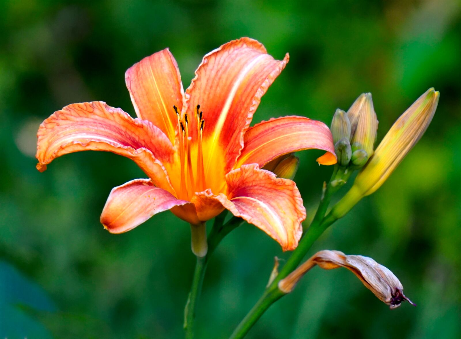 Sony Alpha a5000 (ILCE 5000) + Sony E 55-210mm F4.5-6.3 OSS sample photo. Lily, blossom, bloom photography
