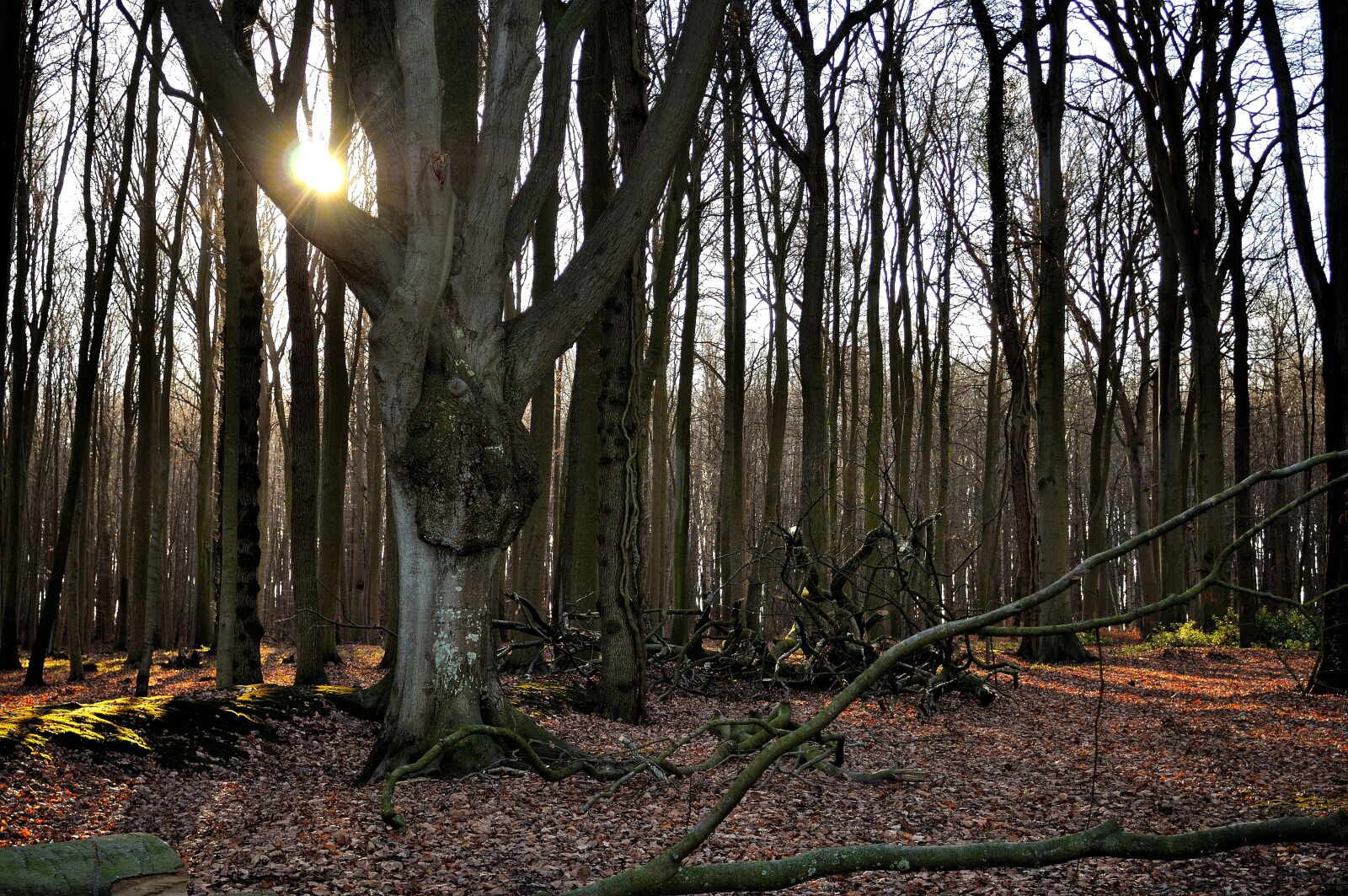 Nikon D5000 sample photo. Forest, nature, sunlight photography