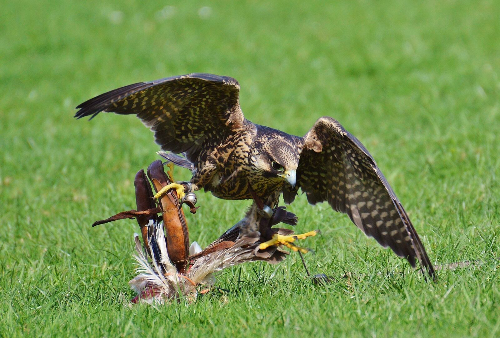 Nikon D3200 sample photo. Falcon, wildpark poing, prey photography