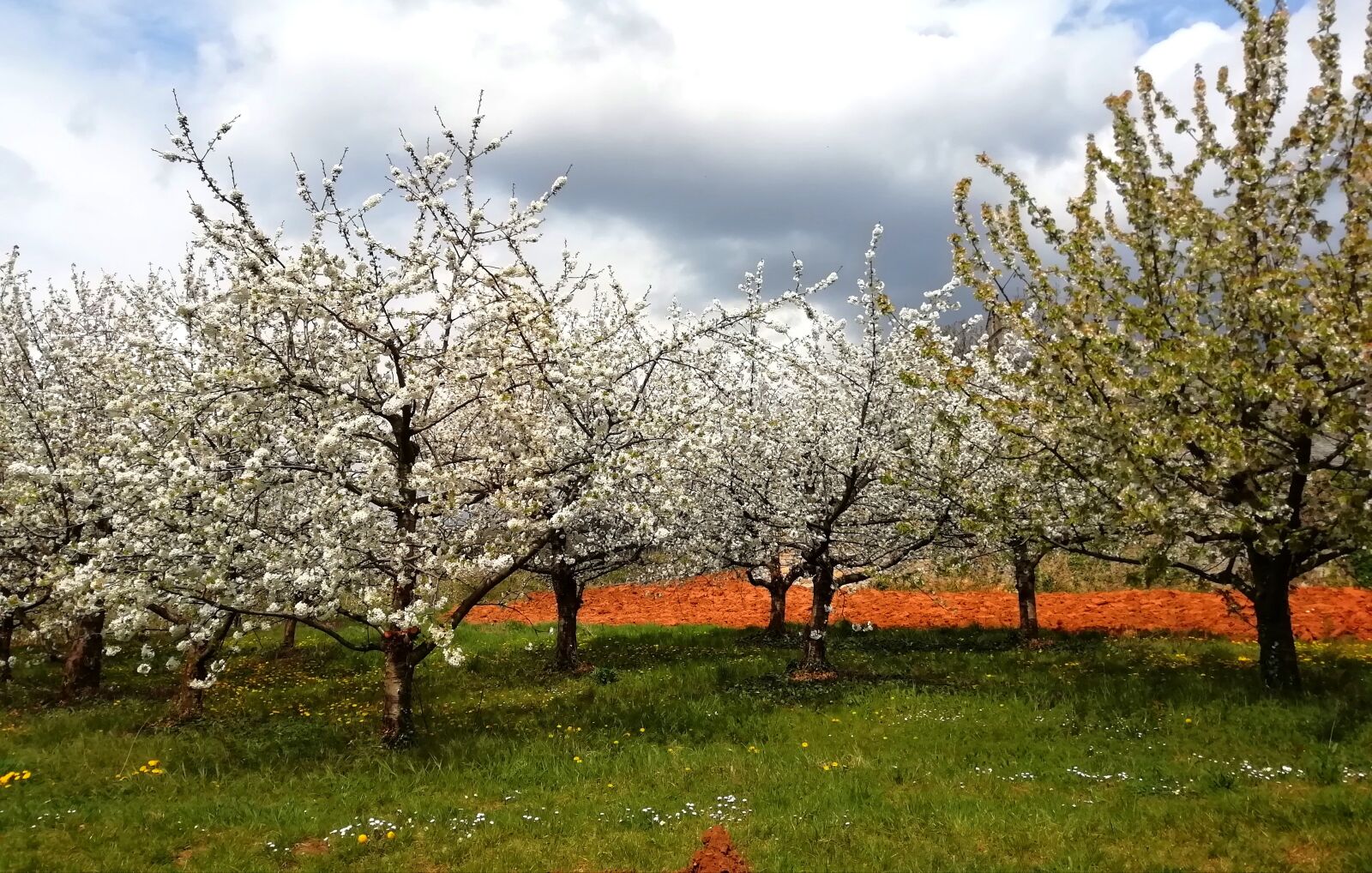 HUAWEI Honor 9 Lite sample photo. Trees, spring, flowers photography