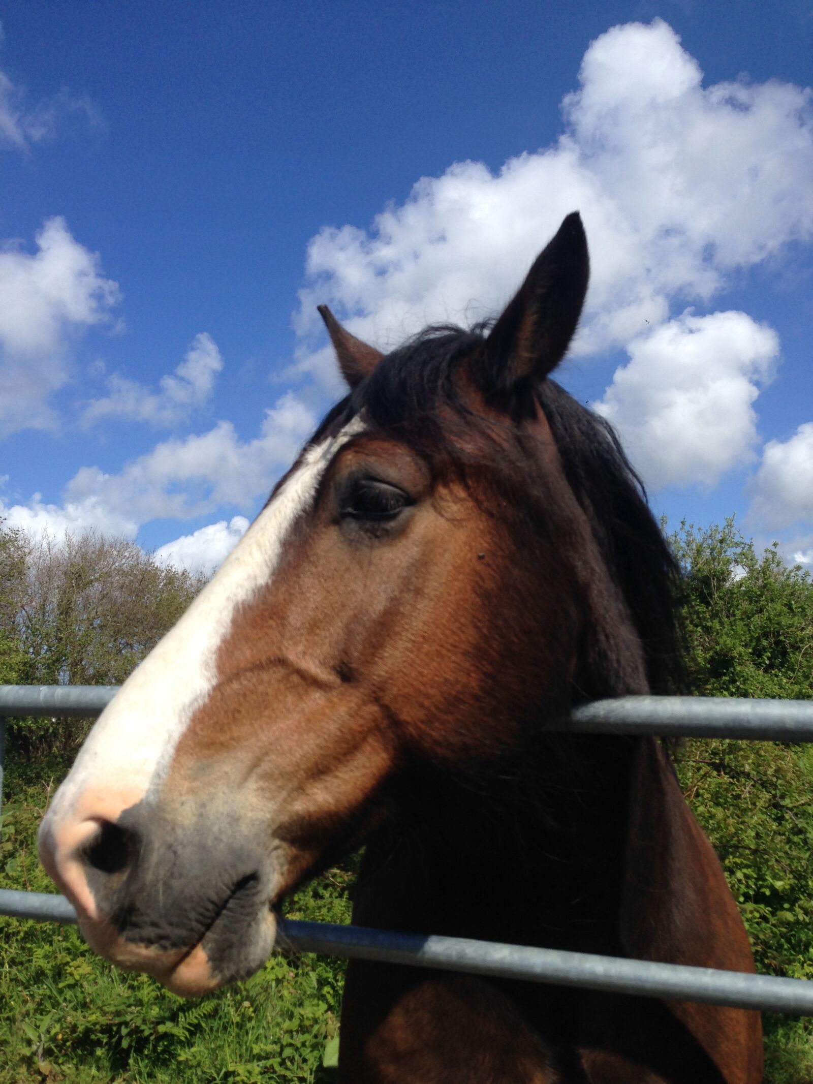 iPhone 5 back camera 4.12mm f/2.4 sample photo. Horse, landscape, riding photography