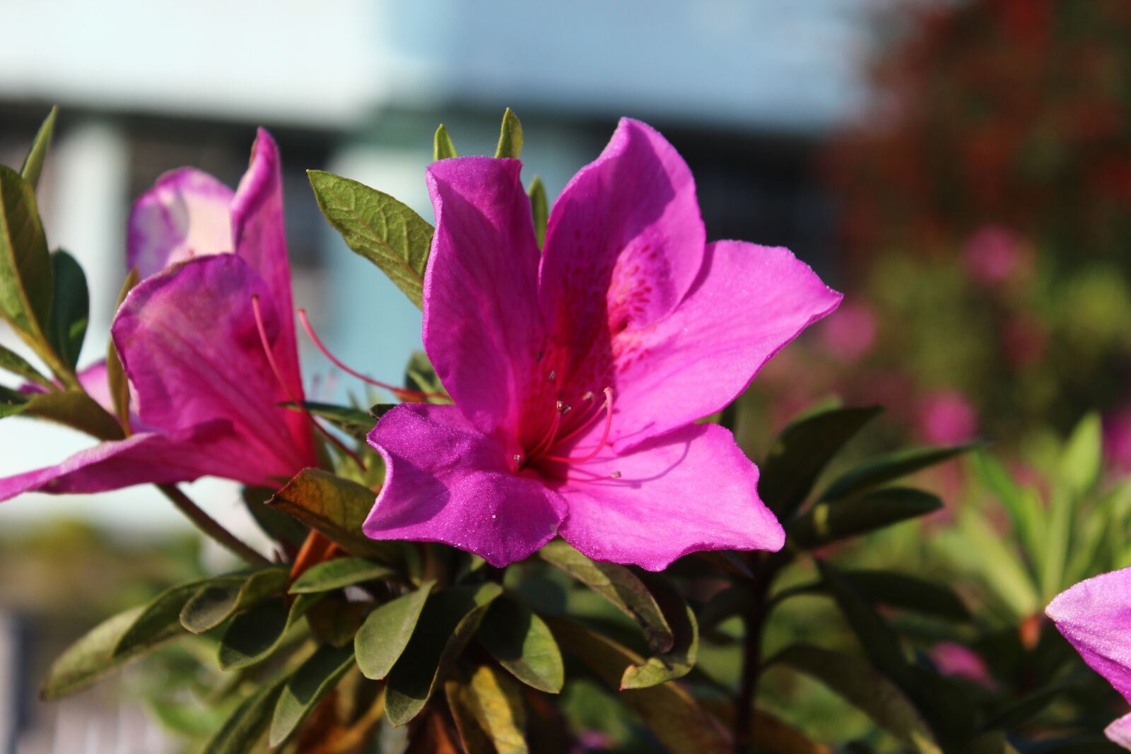 Canon EOS 600D (Rebel EOS T3i / EOS Kiss X5) sample photo. Flower, beautiful, nature photography