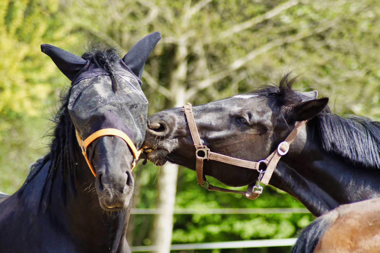 Sony SLT-A58 sample photo. Horses, kiss, love photography