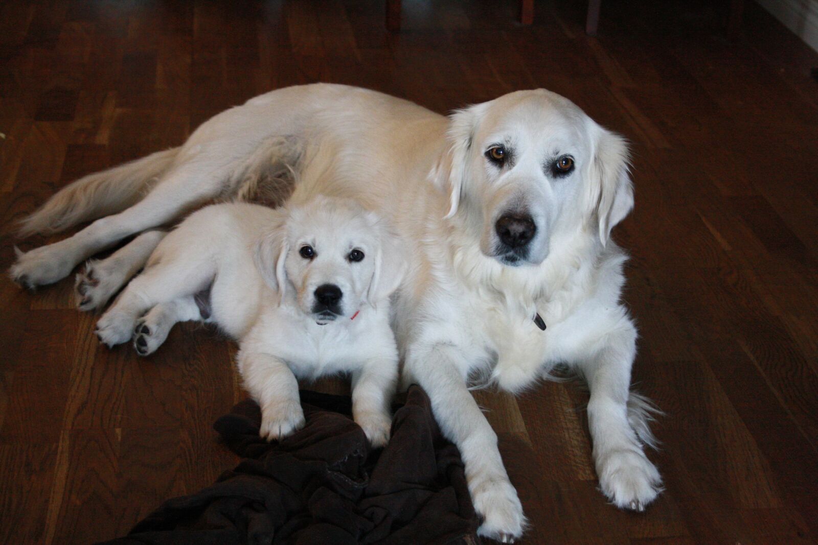 Canon EOS 1000D (EOS Digital Rebel XS / EOS Kiss F) sample photo. Golden retriever, friendship, pet photography