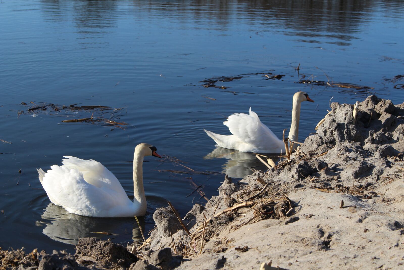 Canon EOS 700D (EOS Rebel T5i / EOS Kiss X7i) sample photo. Birds, swans, pond photography