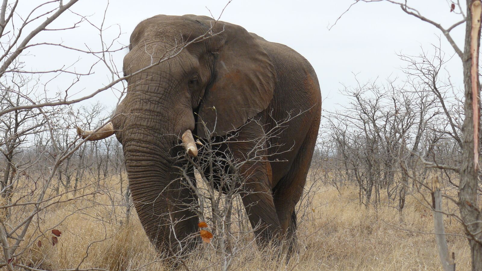 Panasonic DMC-FZ8 sample photo. Elephant, south africa, kruger photography