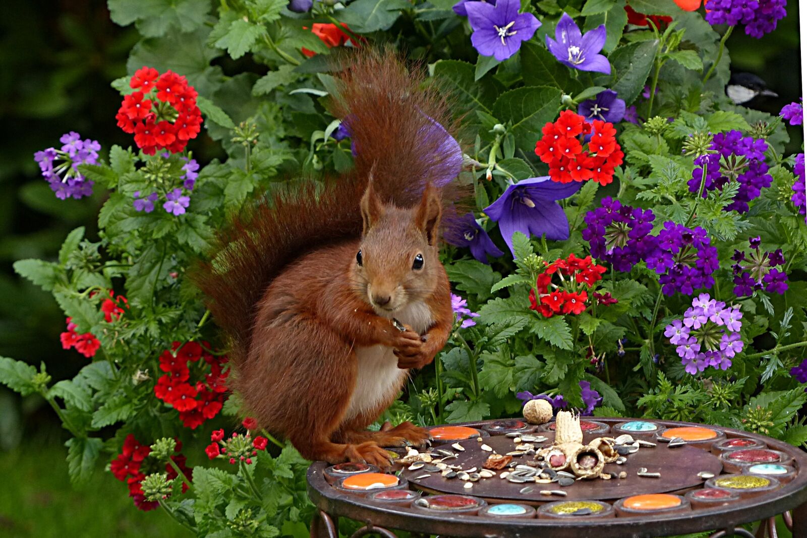 Panasonic Lumix DMC-FZ200 sample photo. Squirrel, sciurus vulgaris major photography