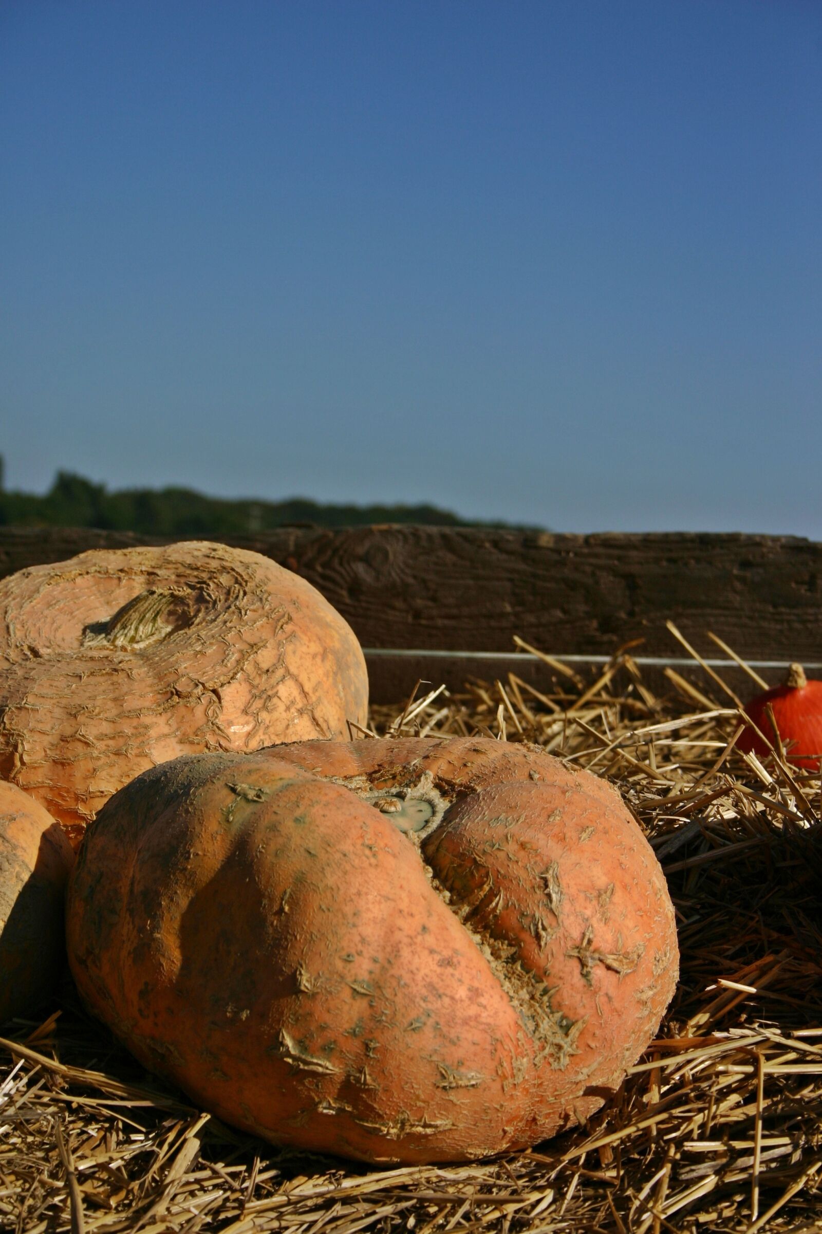 Canon EOS 300D (EOS Digital Rebel / EOS Kiss Digital) sample photo. Pumpkin, sale, dare photography