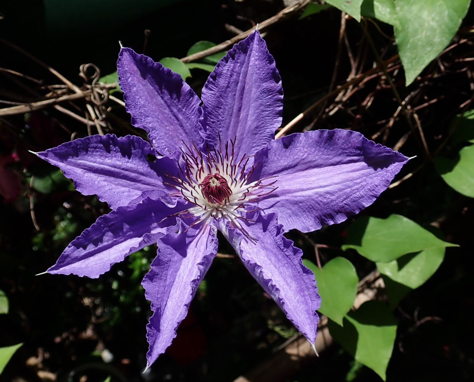 Olympus TG-5 sample photo. Clematis, flower, climber photography