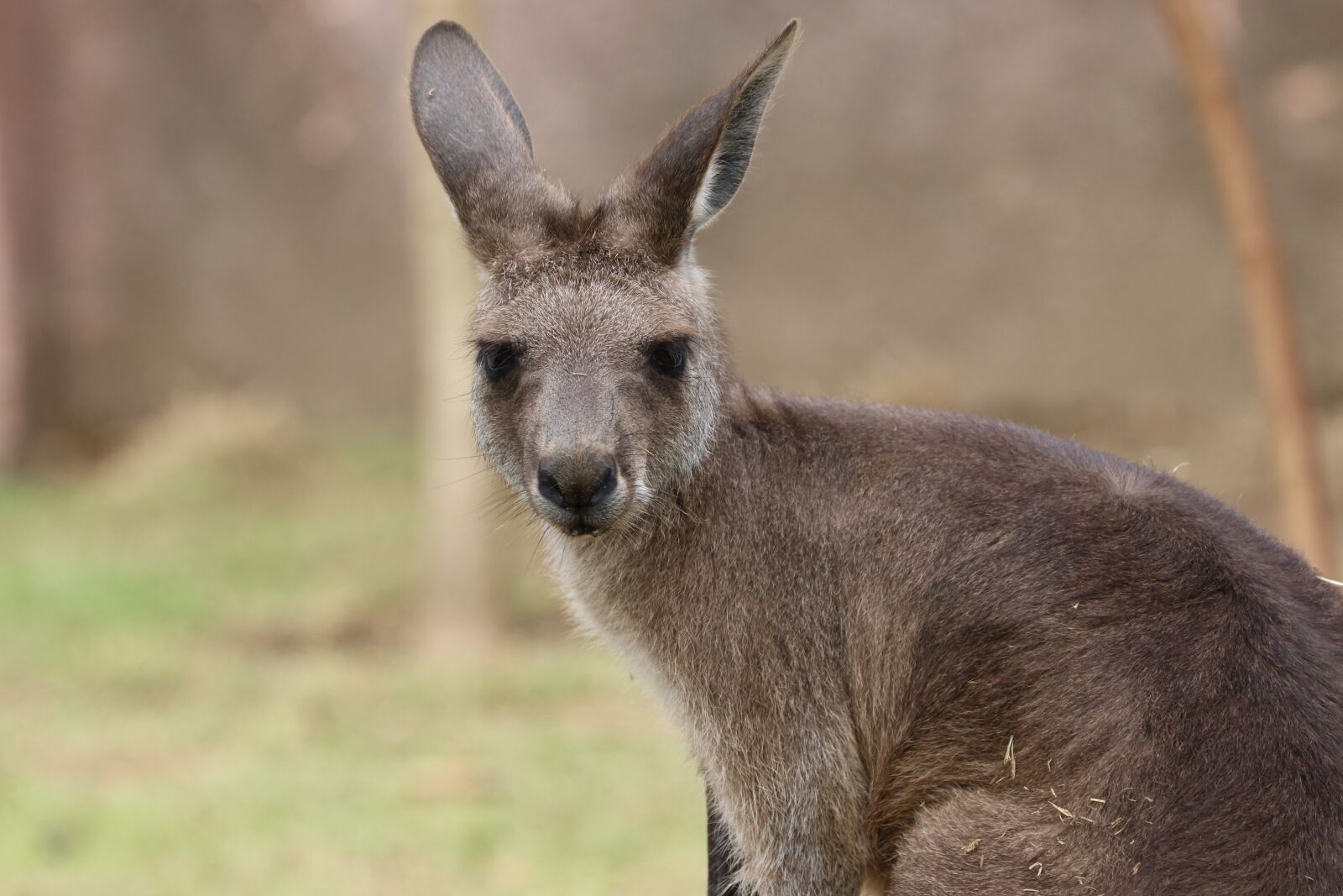 Canon EOS 7D Mark II sample photo. Kangaroo, front, animal photography