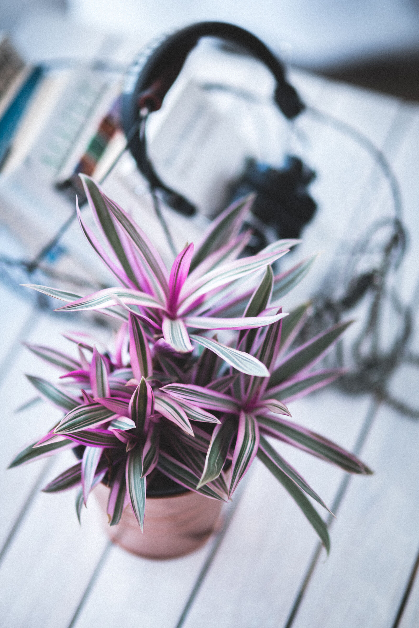 Canon EOS 6D + Sigma 85mm F1.4 EX DG HSM sample photo. Pink, houseplant, for, decoration photography