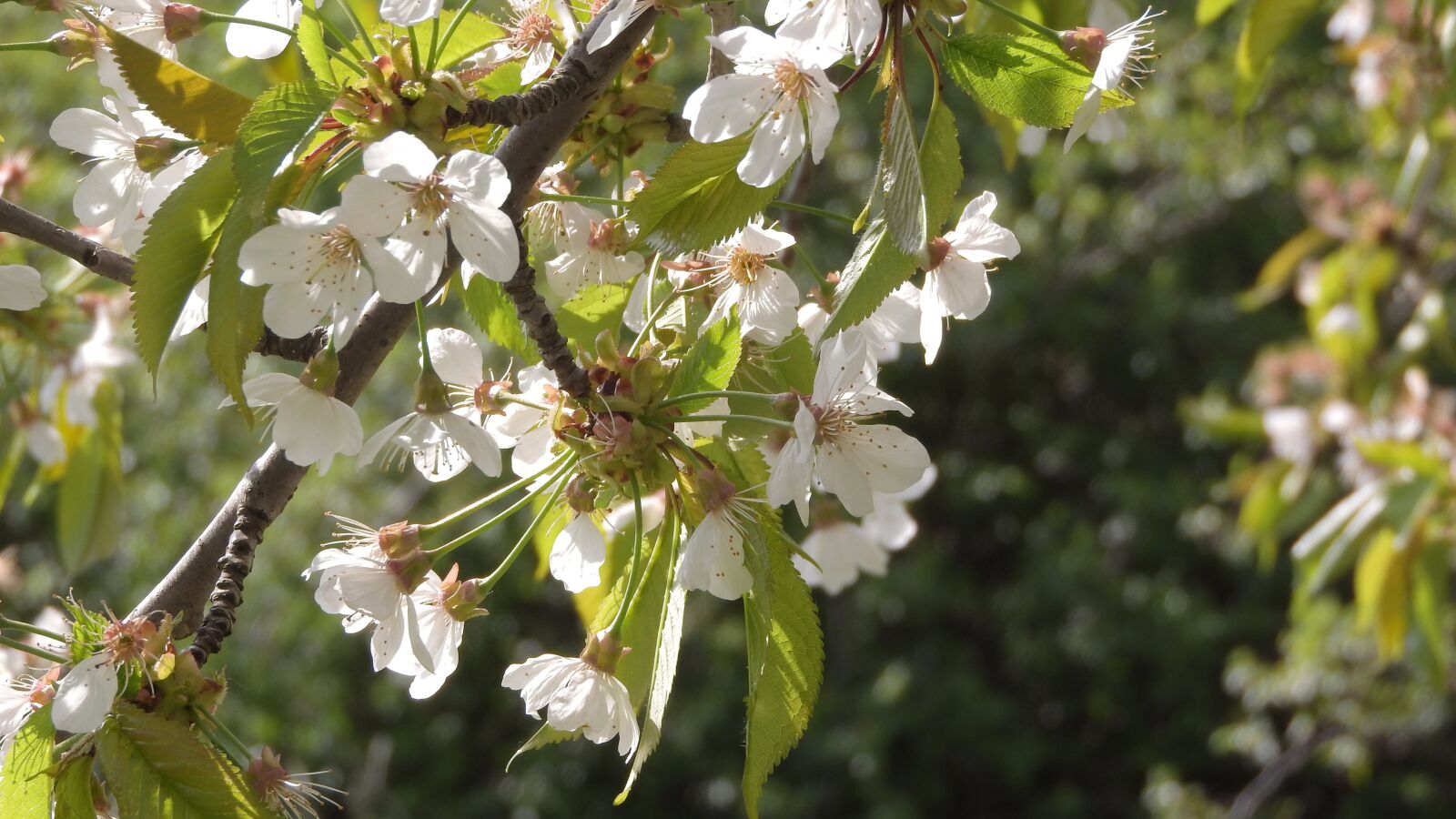 Nikon Coolpix P610 sample photo. Cherry, flowering cherry, flowers photography