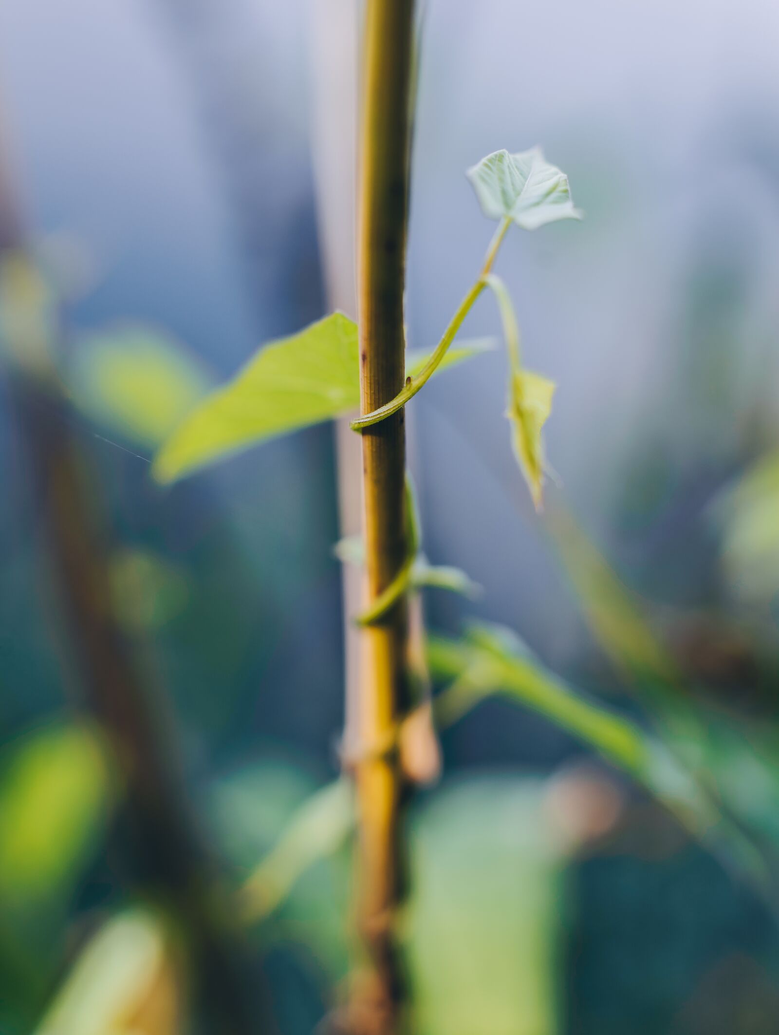 Nikon D610 sample photo. Macro, detail, nature photography