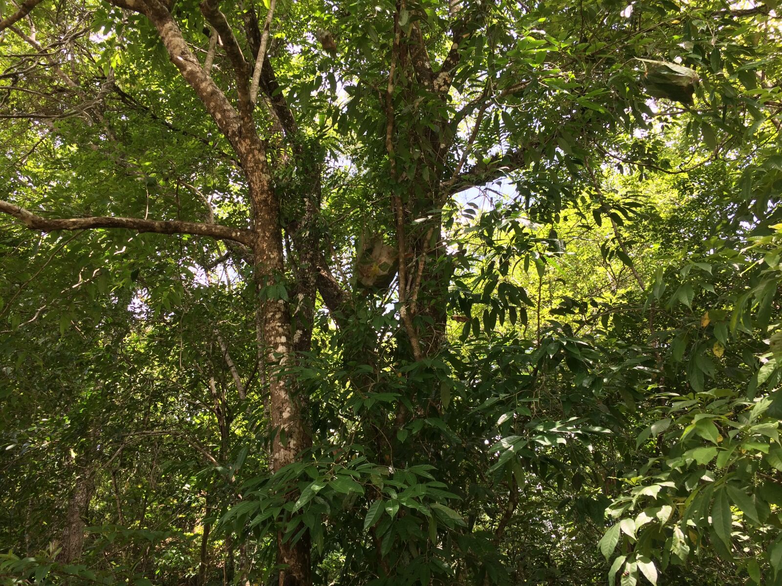 iPhone 5s back camera 4.15mm f/2.2 sample photo. Forest photography