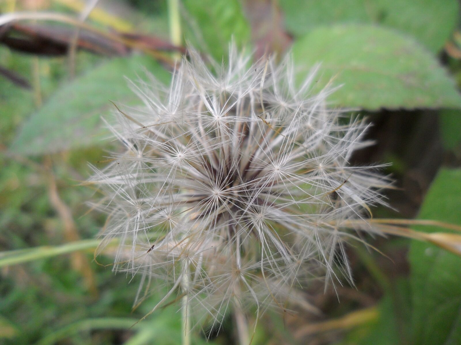 Samsung ES65, ES67 / VLUU ES65, ES67 /  SL50 sample photo. Tooth lion, wild flower photography