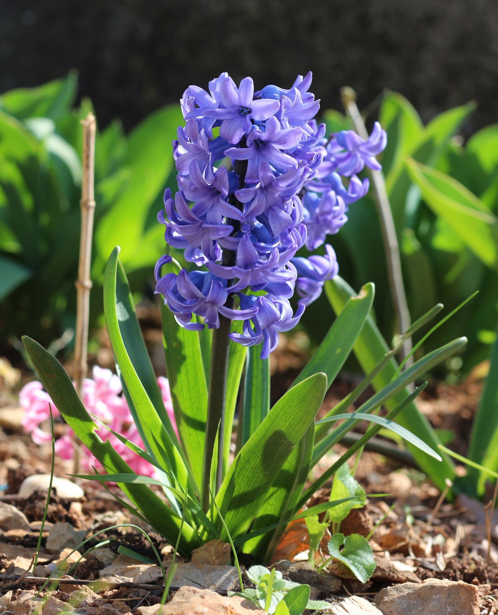 Canon EOS 700D (EOS Rebel T5i / EOS Kiss X7i) sample photo. Hyacinth, violet hyacinth, violet photography