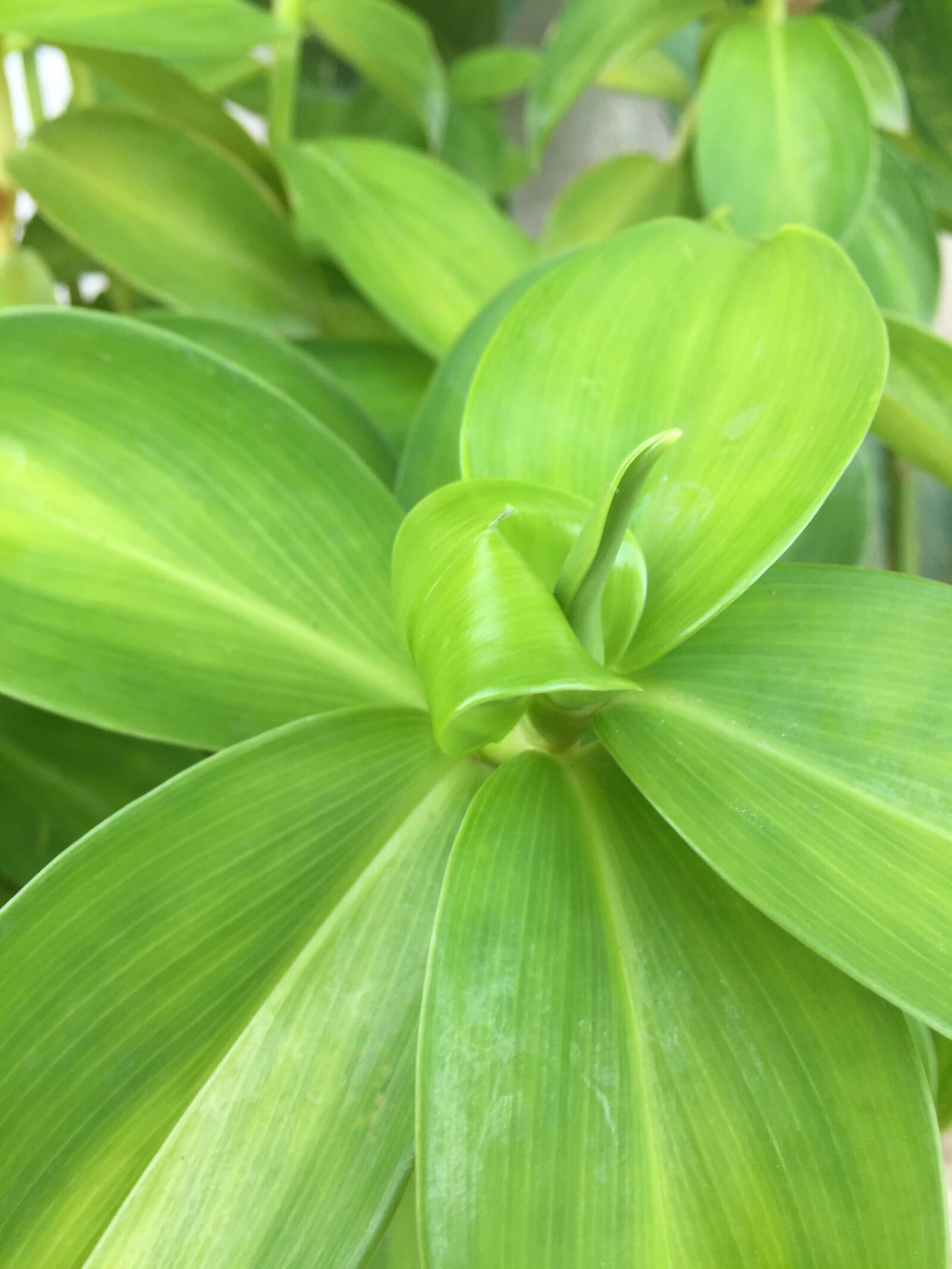 iPhone 6 back camera 4.15mm f/2.2 sample photo. Leaf, green leaf, green photography