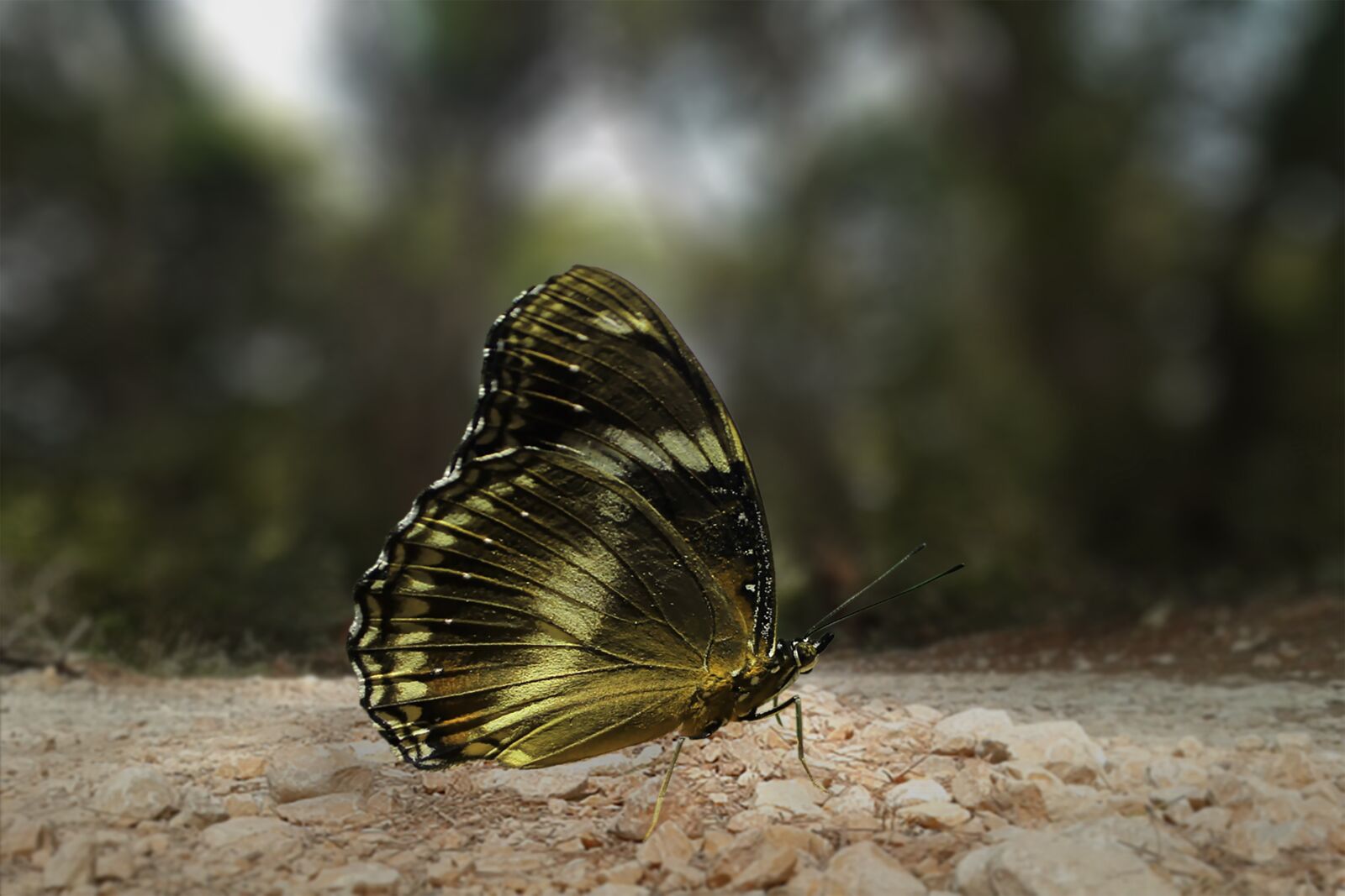 Samsung Galaxy S3 Mini sample photo. Butterfly, insect, wing photography