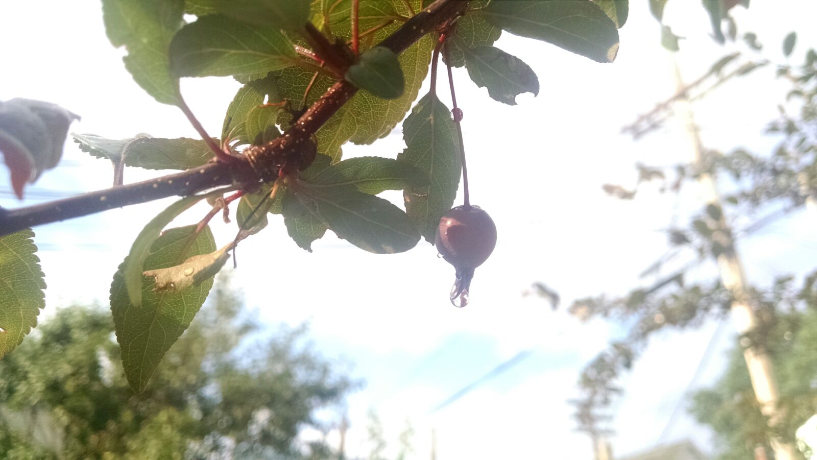 Motorola Moto X (1st Gen) sample photo. Branch, nature, rain, sky photography