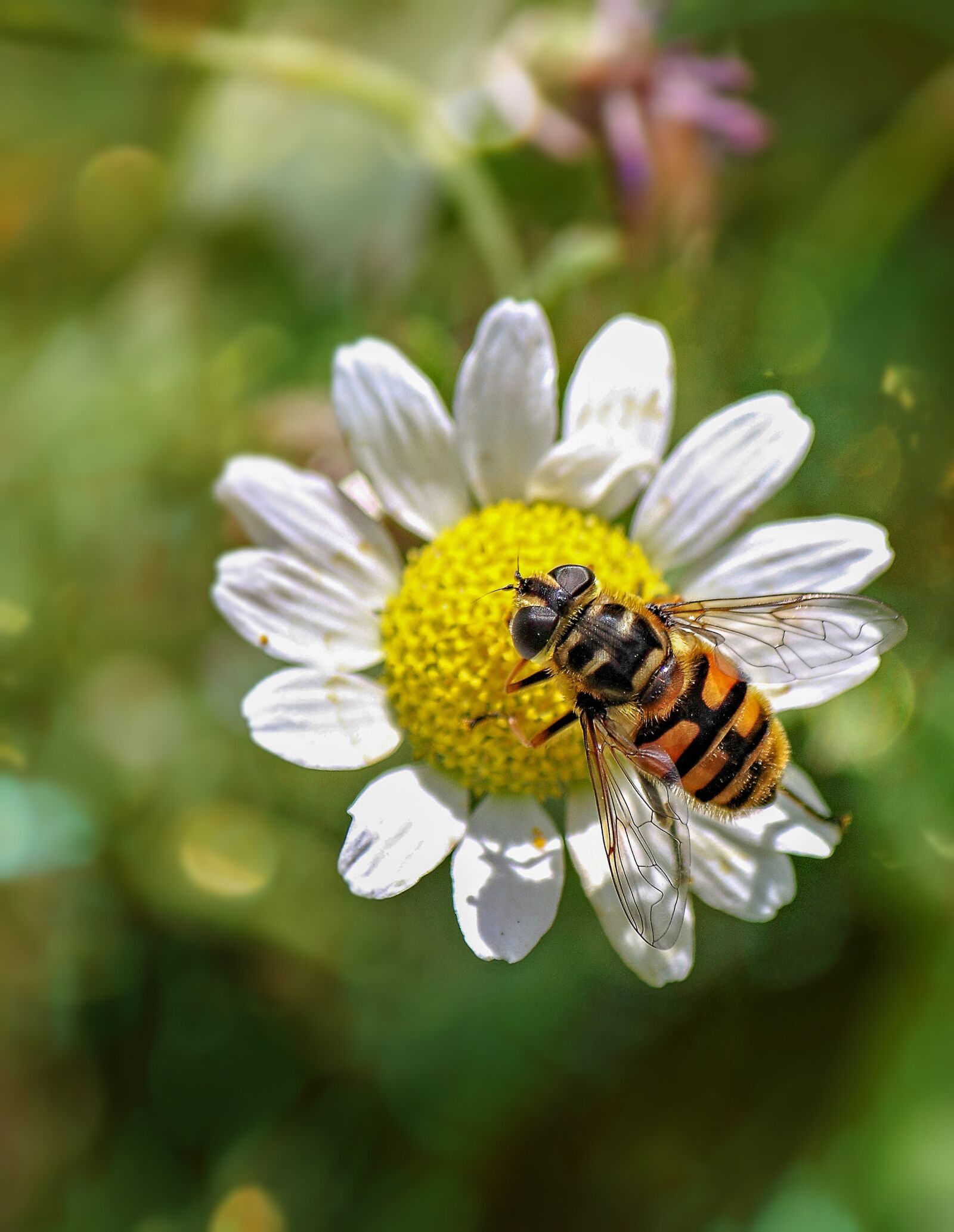 Canon EOS 500D (EOS Rebel T1i / EOS Kiss X3) sample photo. Hoverfly, insect, nature photography