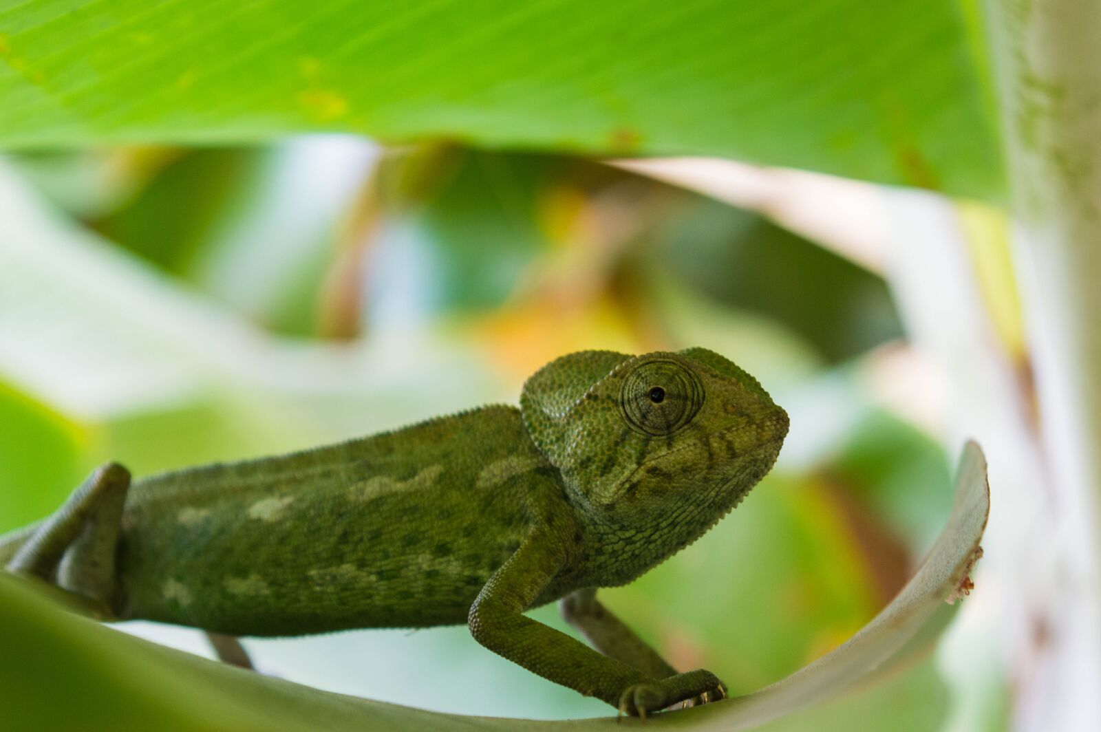 Nikon D3200 sample photo. Lizard, animal, reptile photography