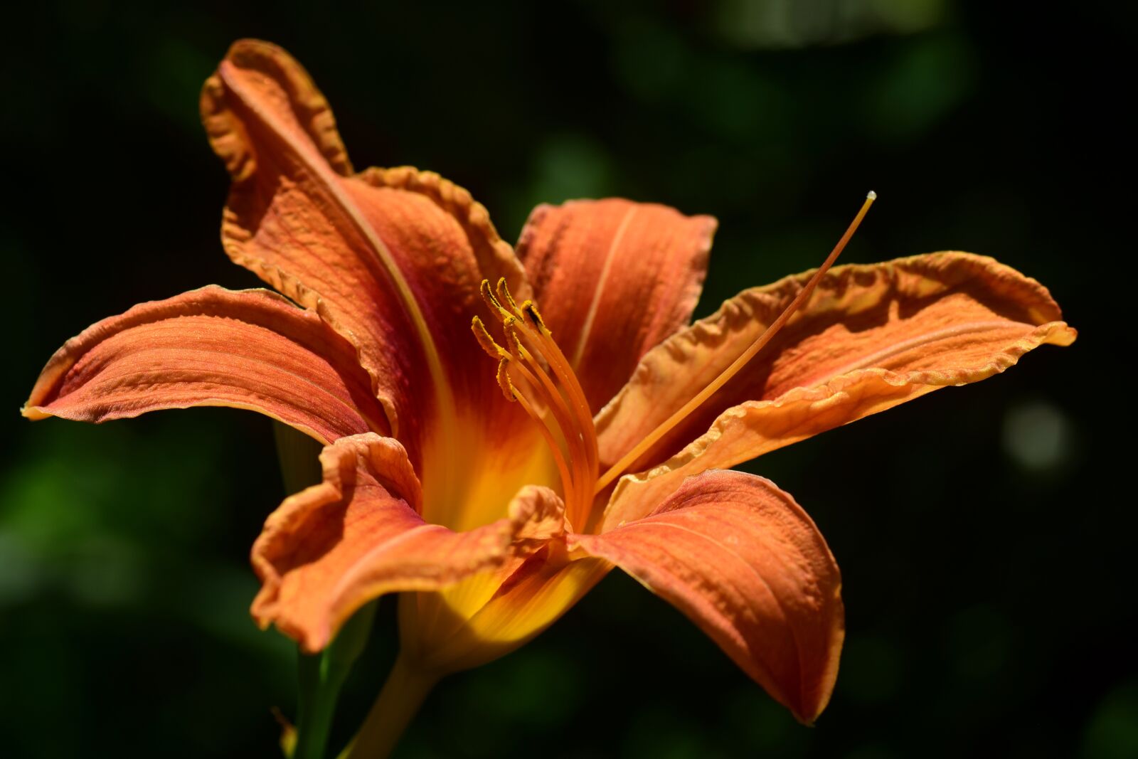Nikon D3300 sample photo. Lily, daylily, flower photography