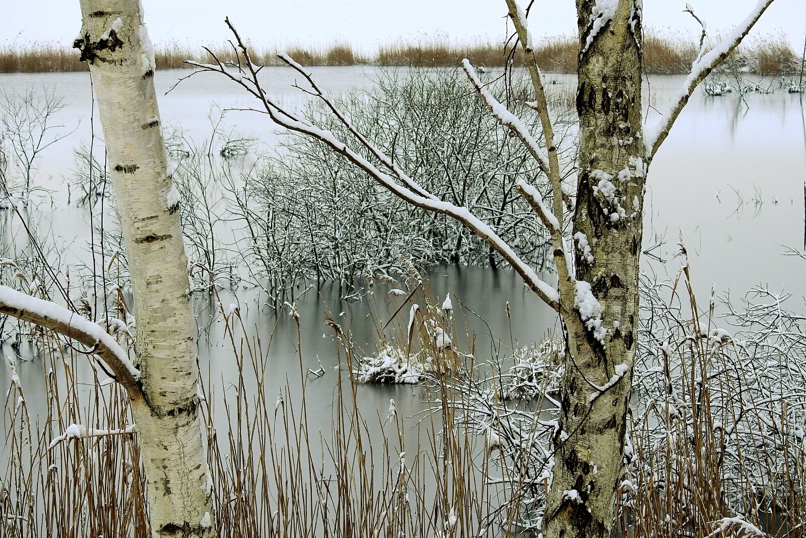 Nikon Coolpix P900 sample photo. Nature, tree, winter photography