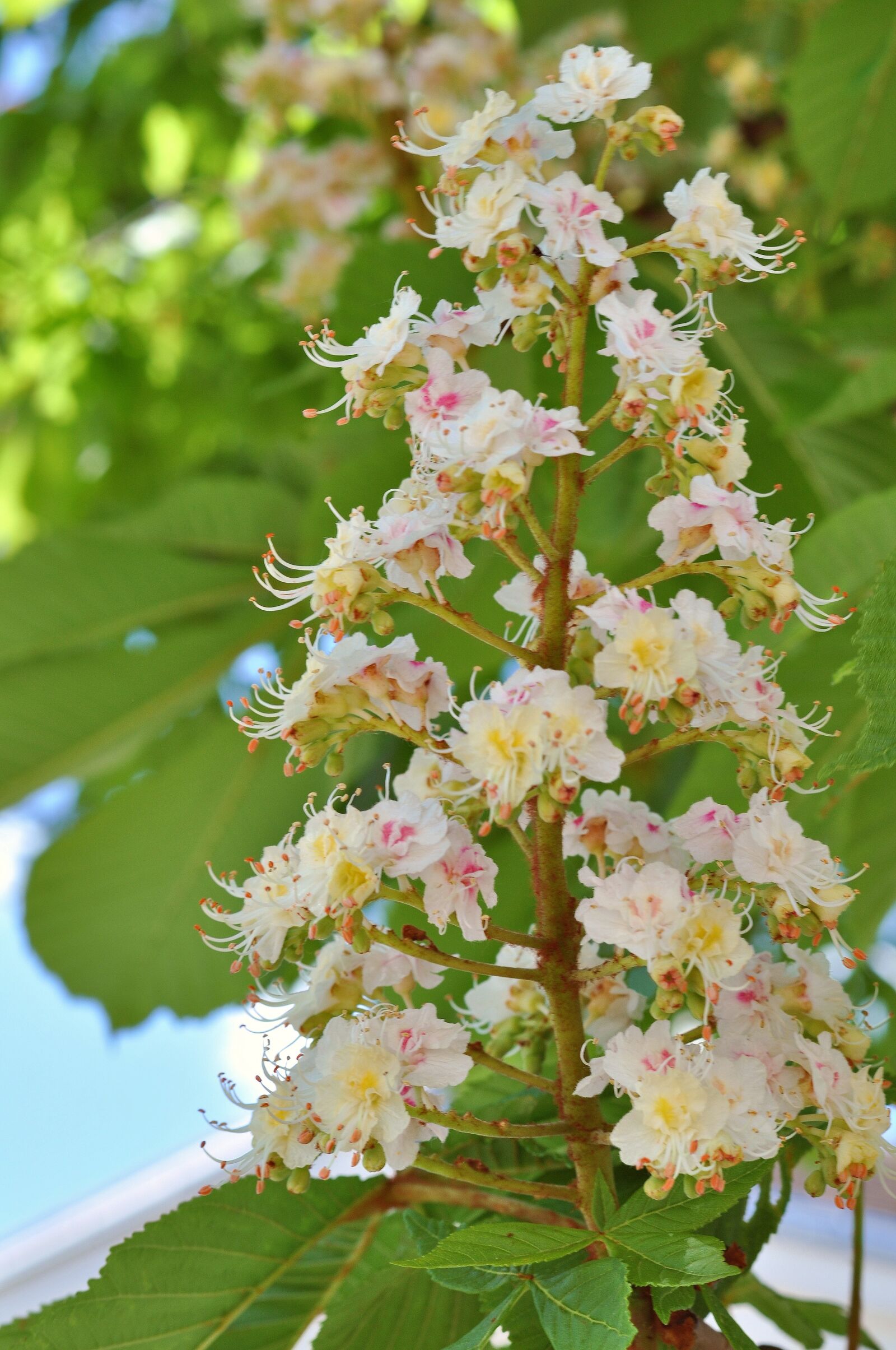 Nikon D90 sample photo. Tree, blossom, bloom photography